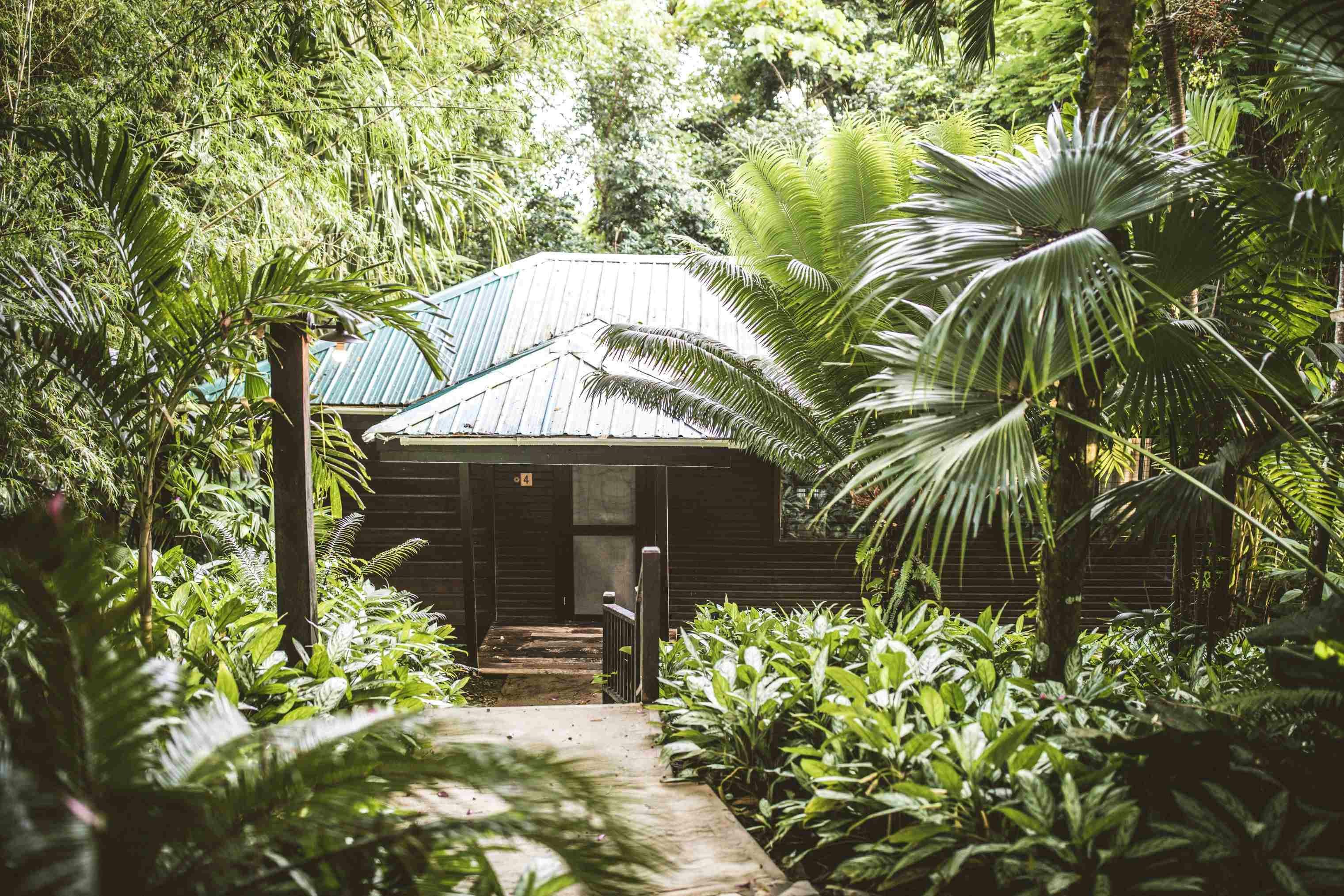 Double Queen Jungle Suite