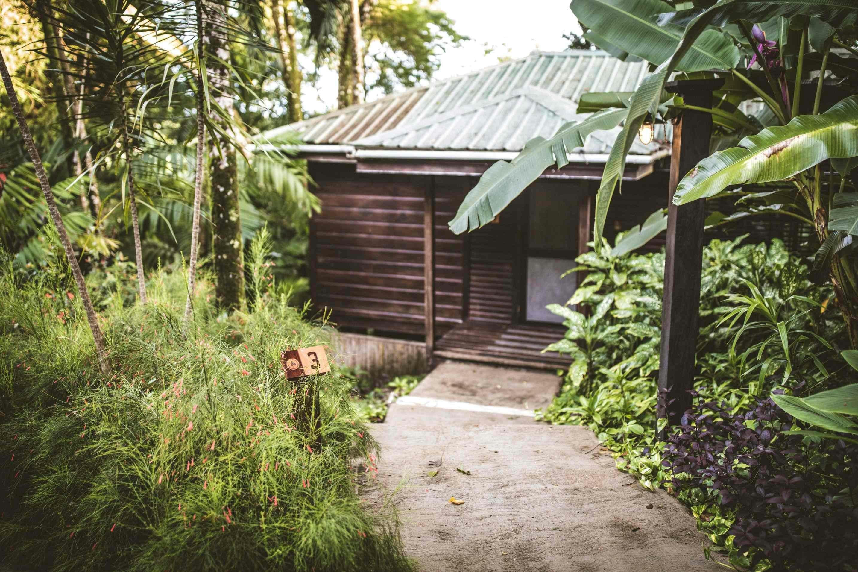King Jungle Suite