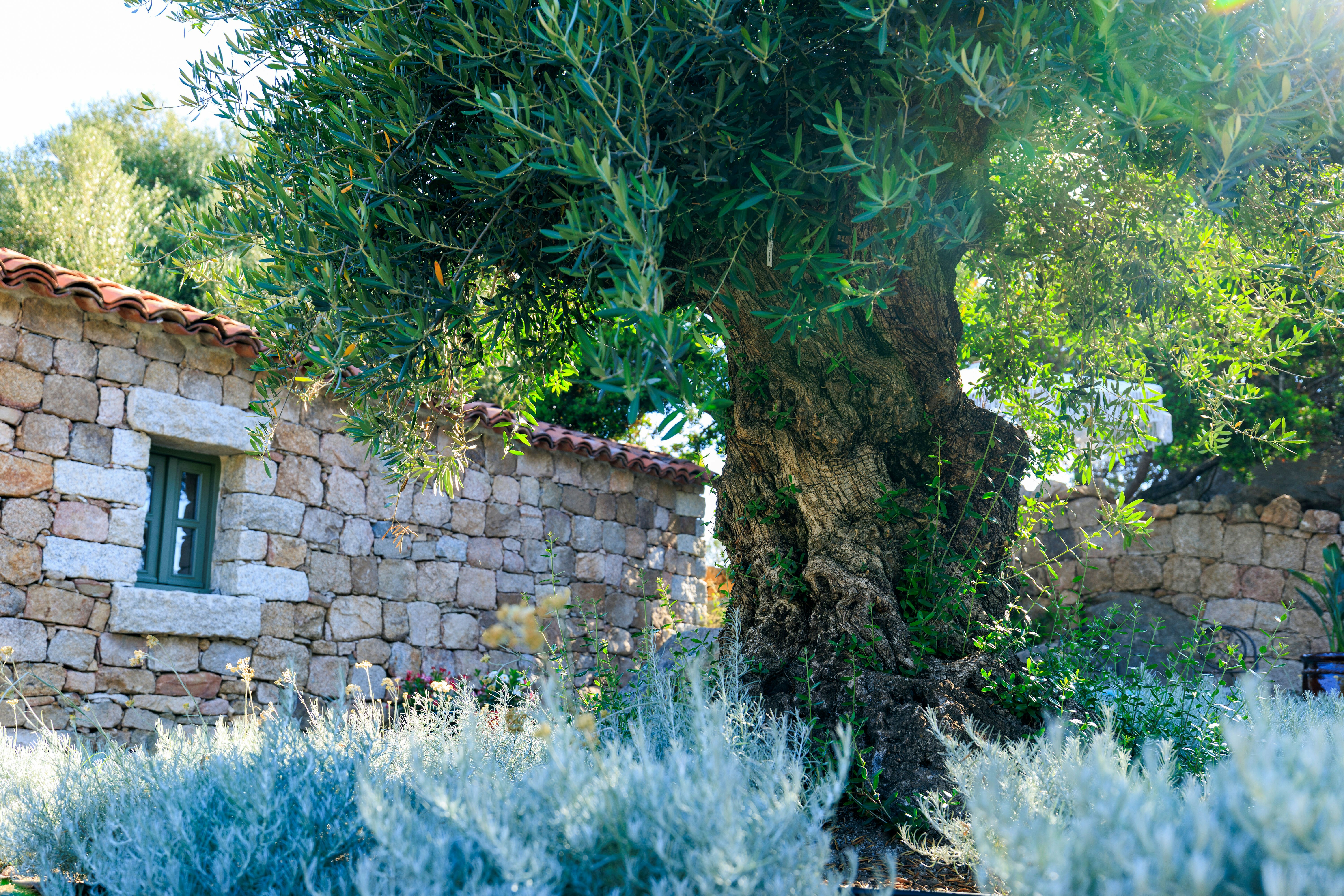 Mandarina deluxe room_garden terrace