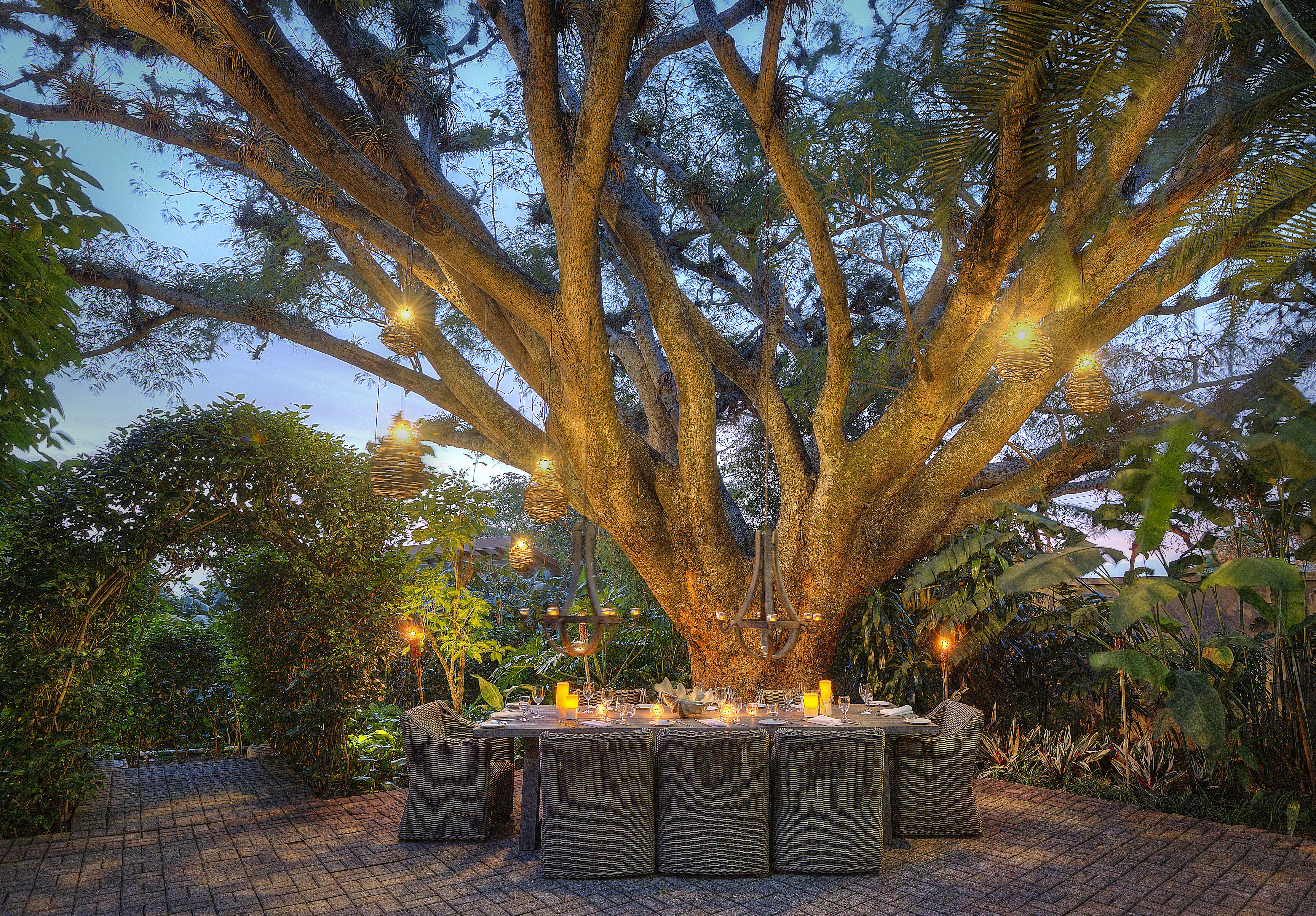 Tree Terrace Dining