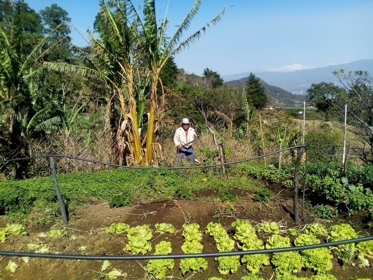 Locally Sourced Produce