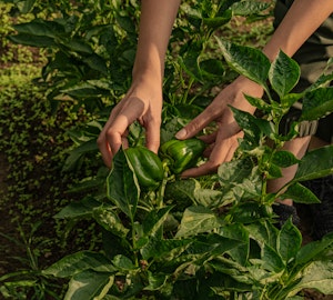 Amaya Farm Experience