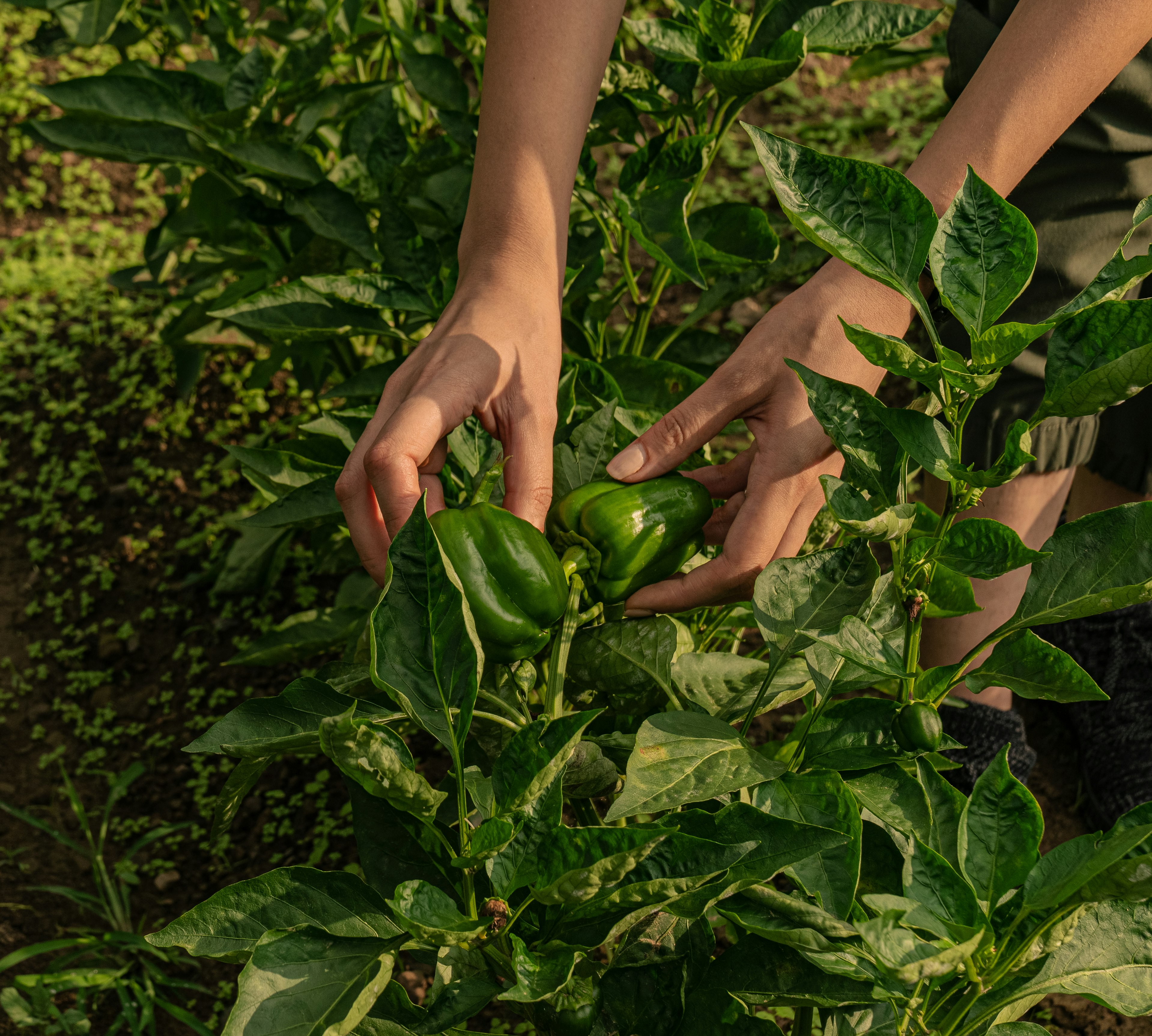 Amaya Farm Experience