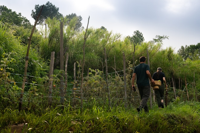Amaya Farm Experience