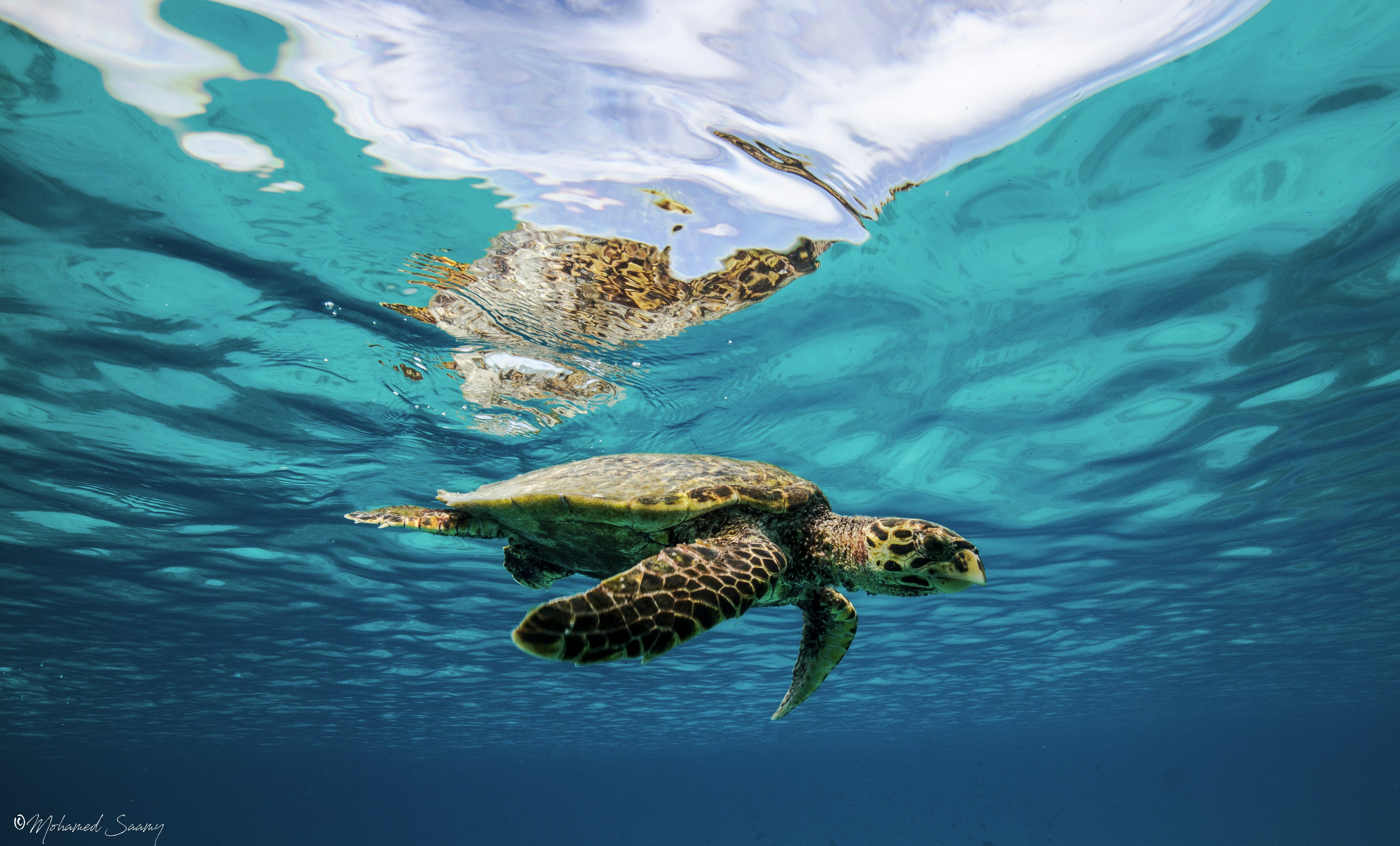 Snorkelling with Turtles