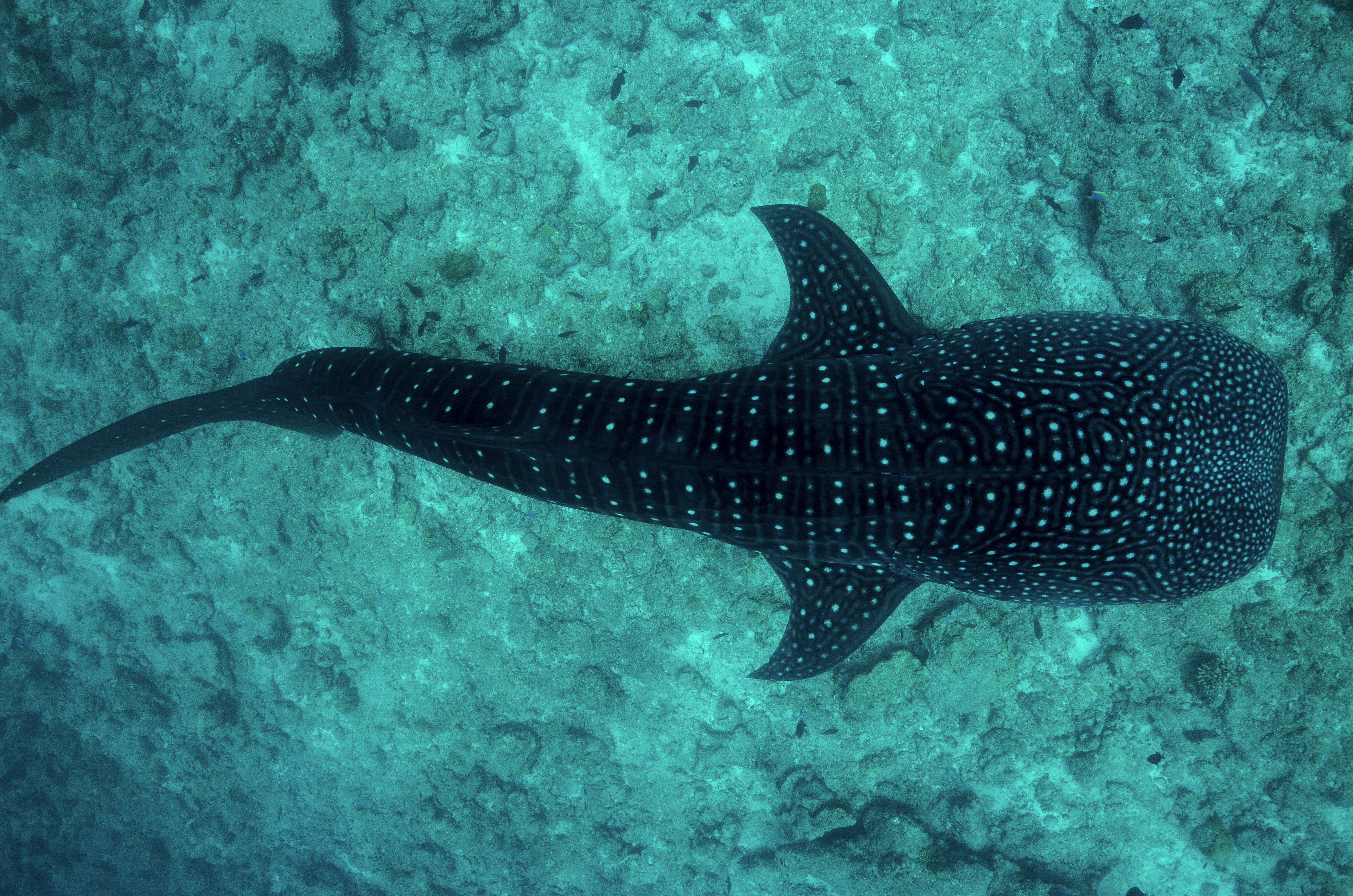 Snorkelling with Sharks
