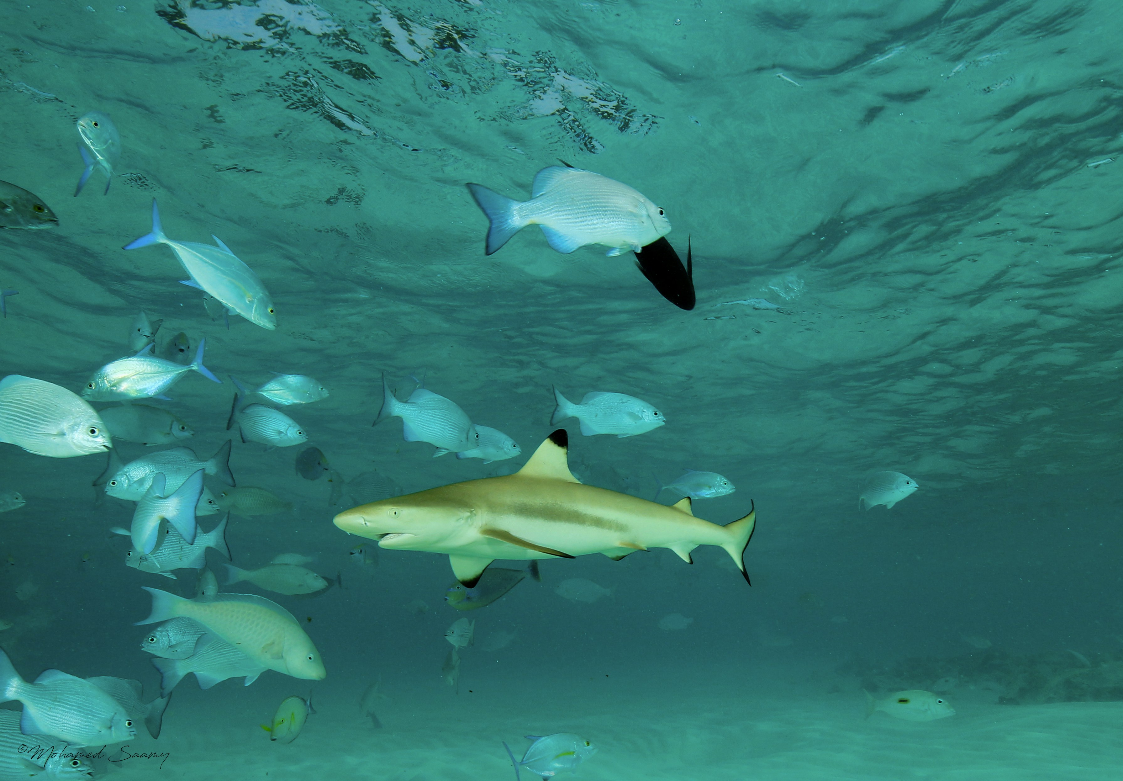 Snorkelling with Sharks