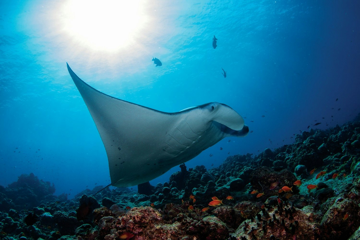 Snorkelling with Manta Rays