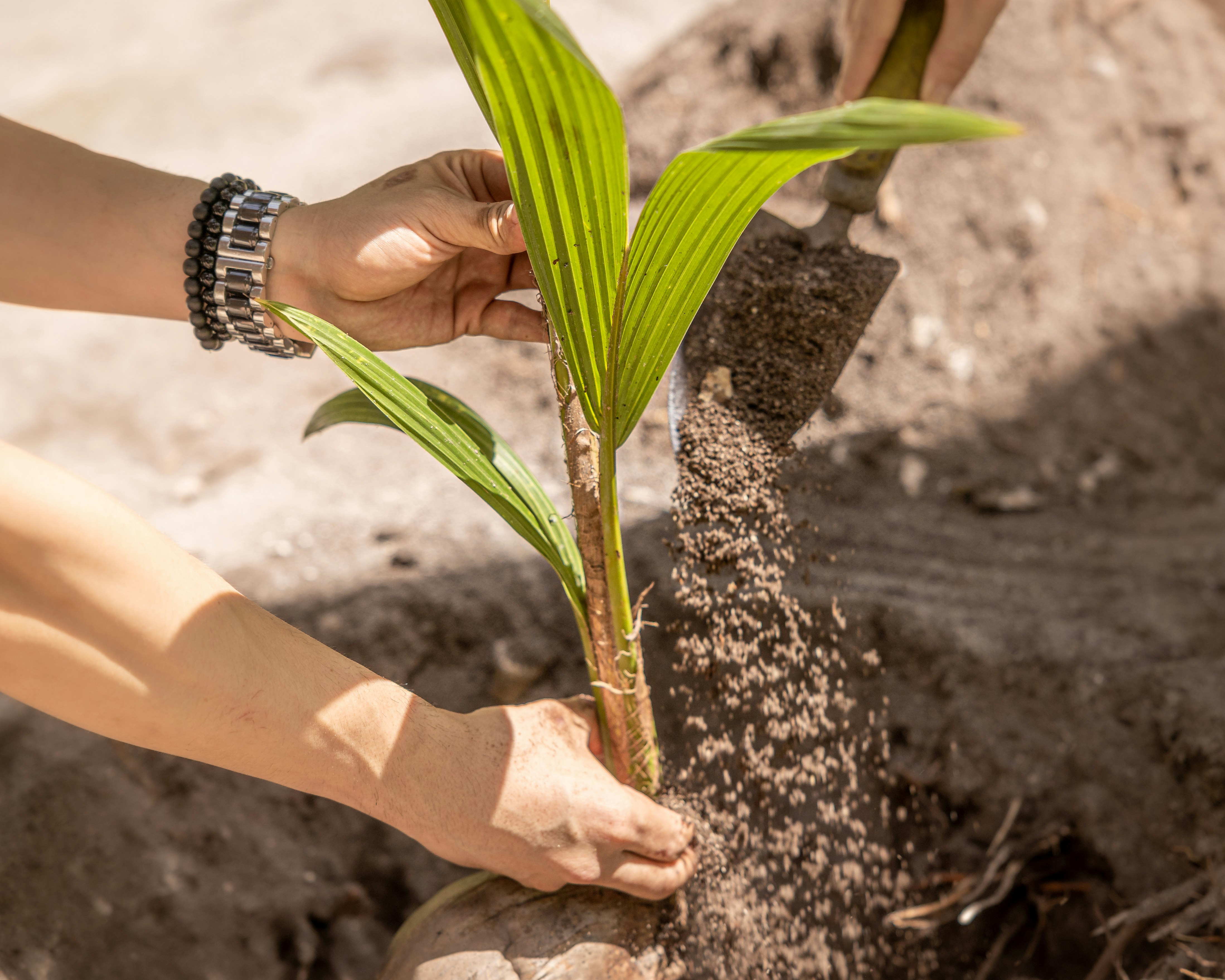 Planting a Coconut At Amilla