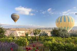 Vineyard