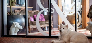 Dog Friendly