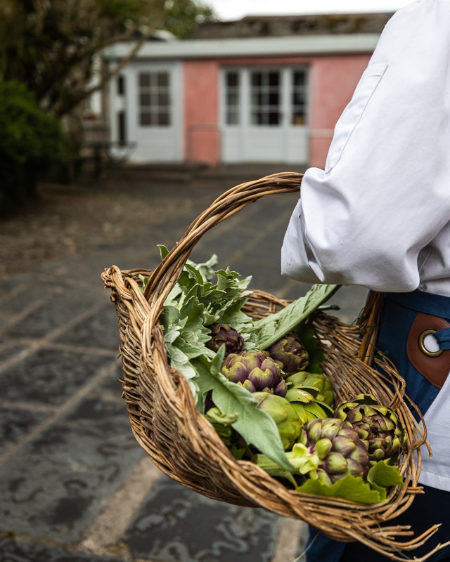 Freshly Picked Artichokes
