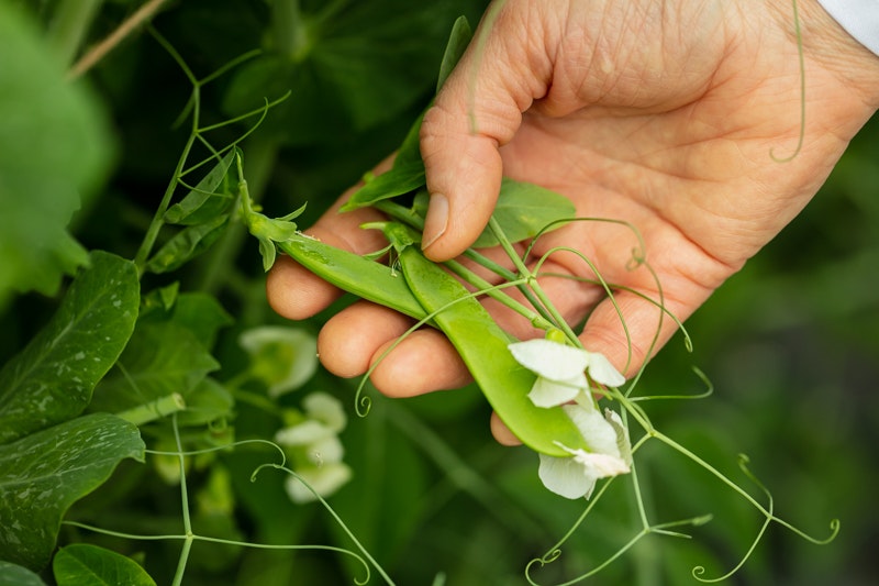 Young Peas Mange Tout