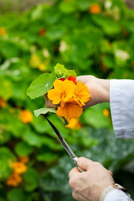 Nastursian Picking - Edible Flowers