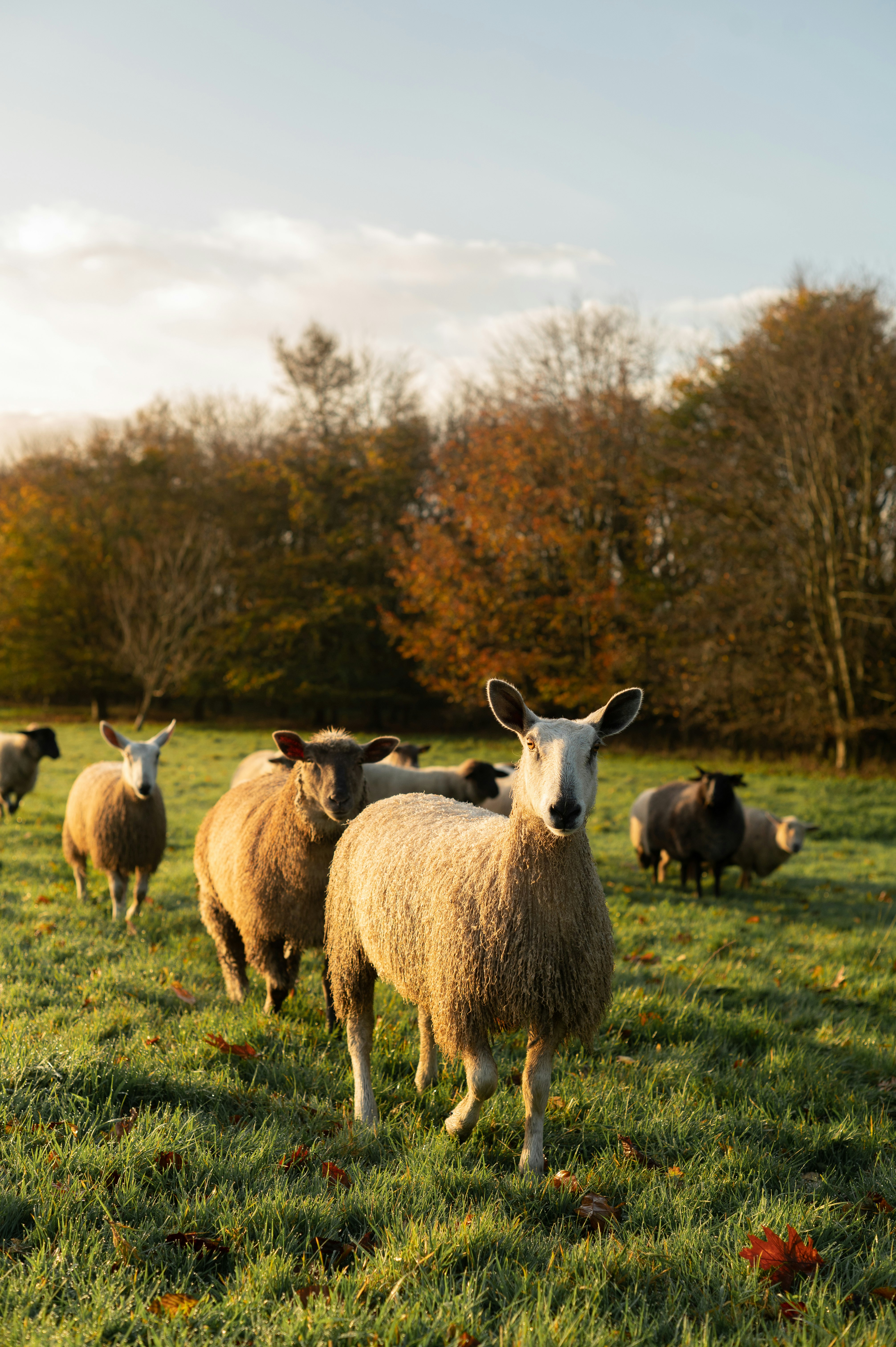 Ballymaloe Farm