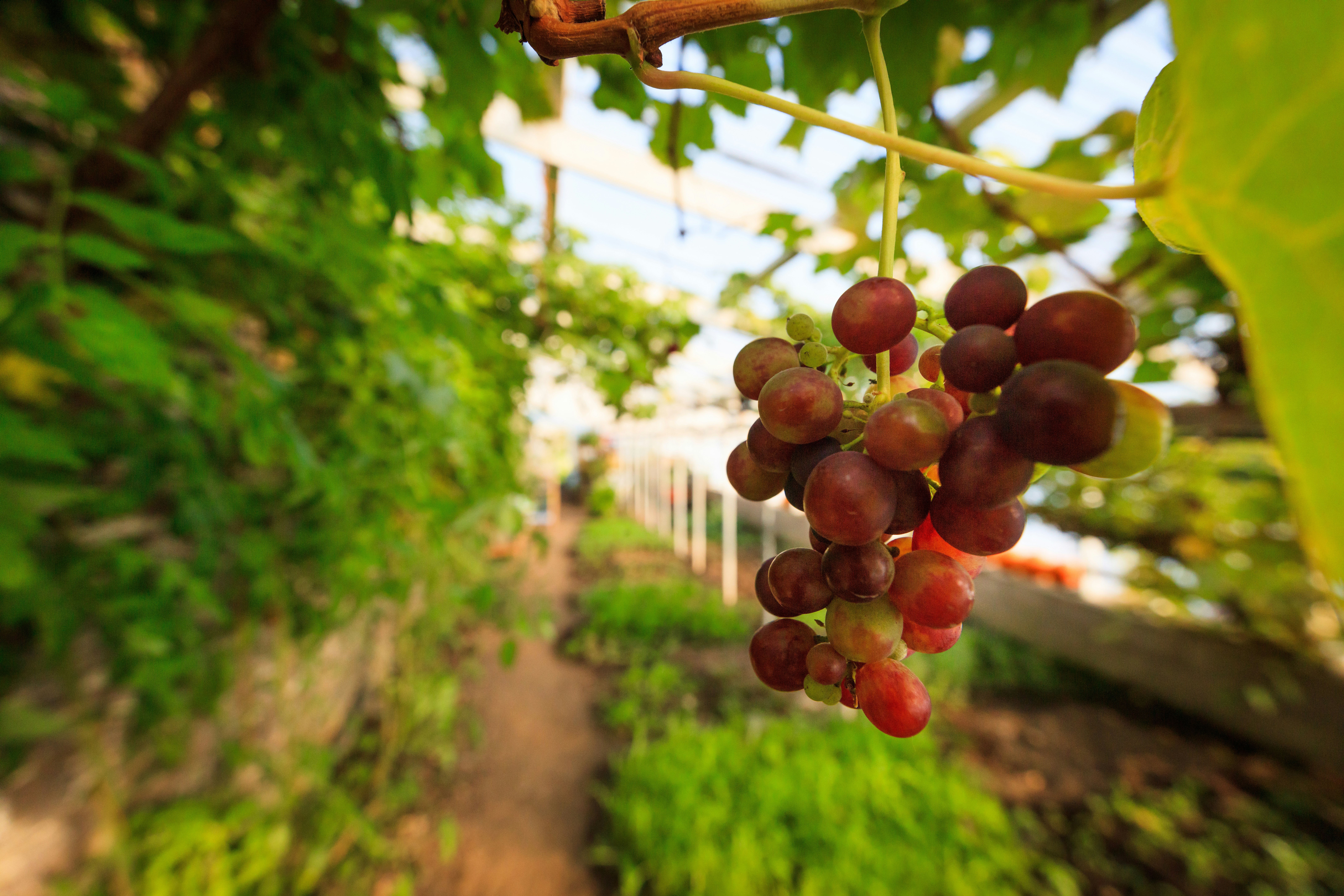 Greenhouse Grapes