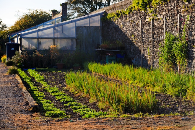 Autumn Greenhouse Garden