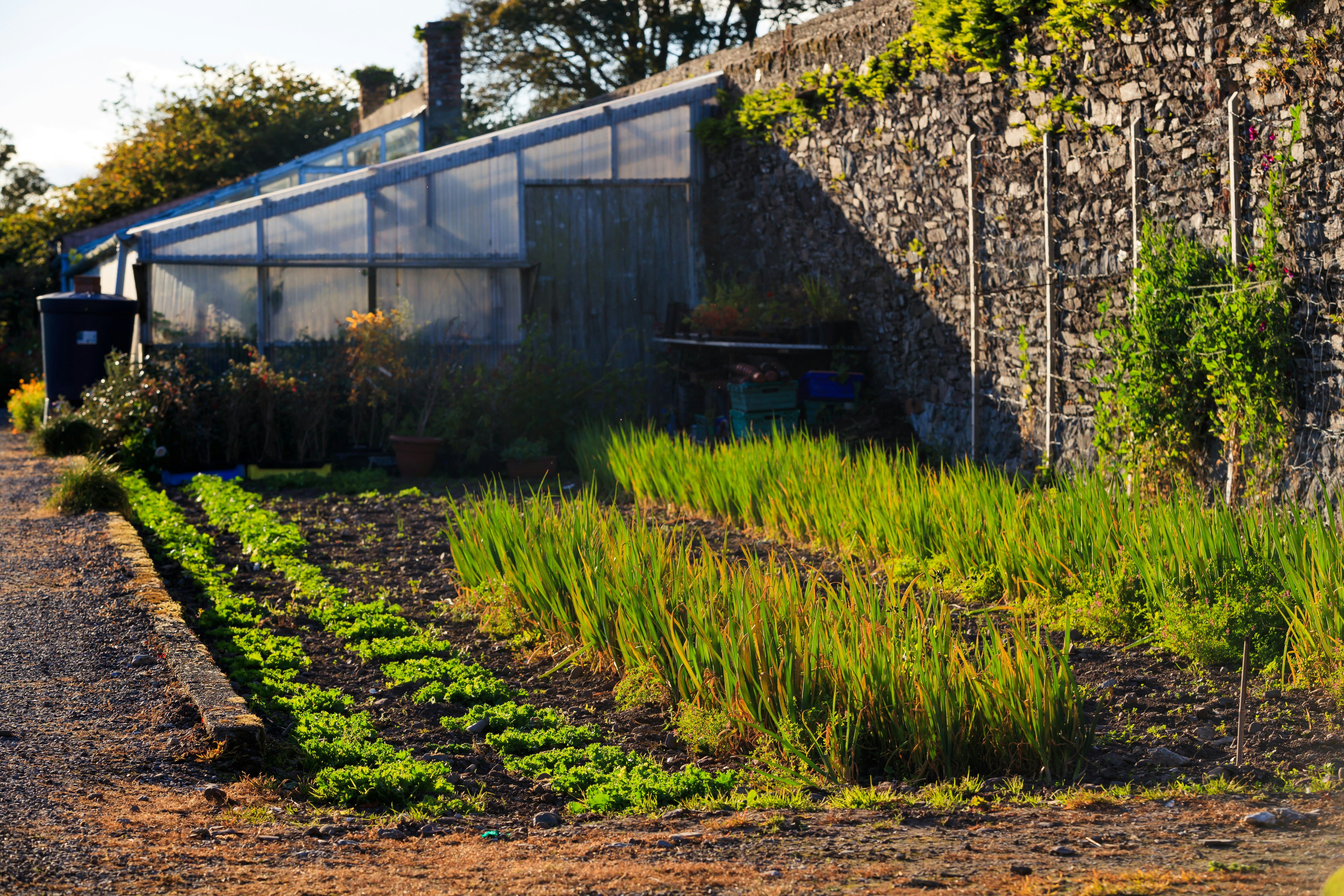 Autumn Greenhouse Garden