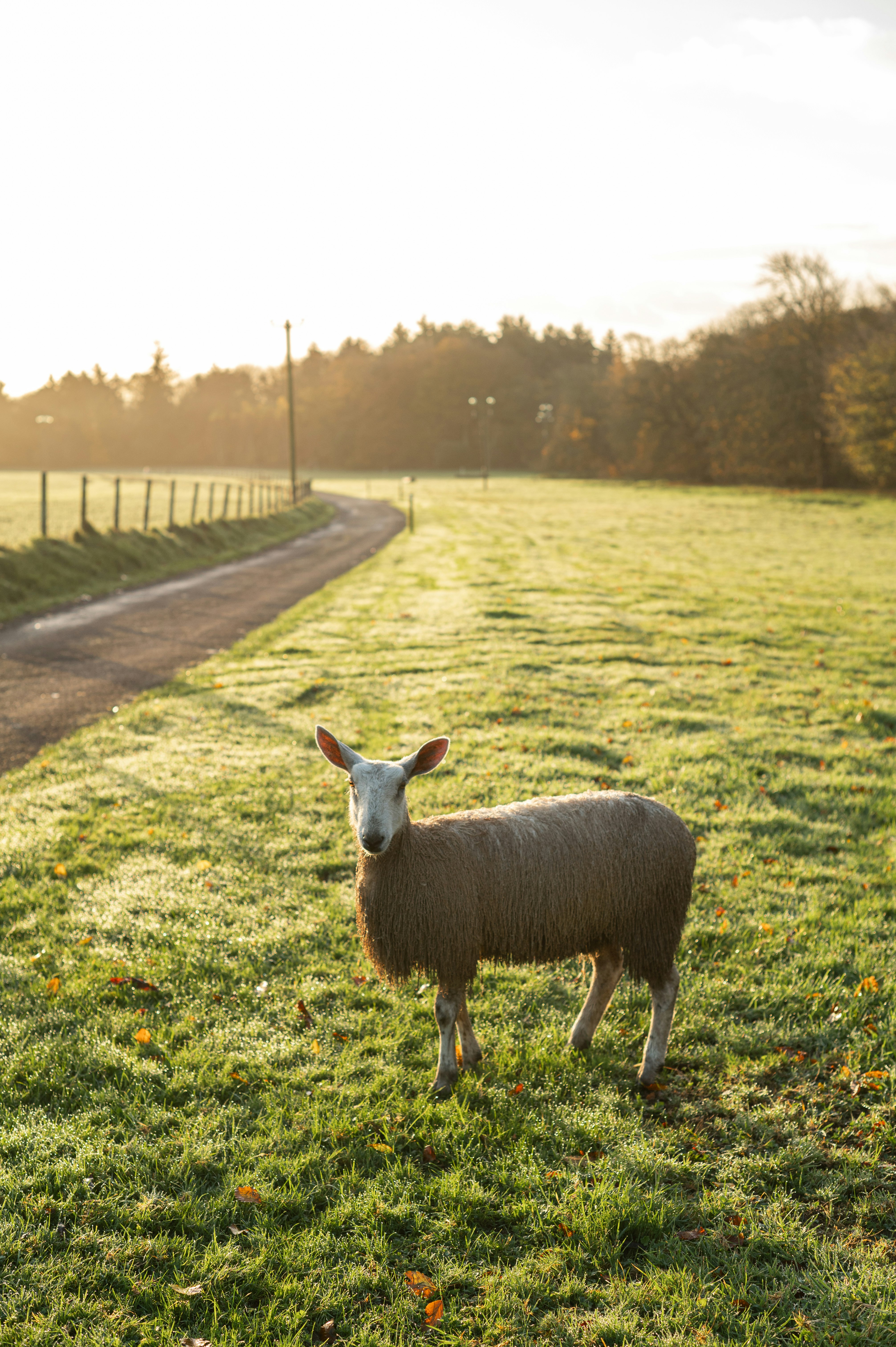 Ballymaloe Farm