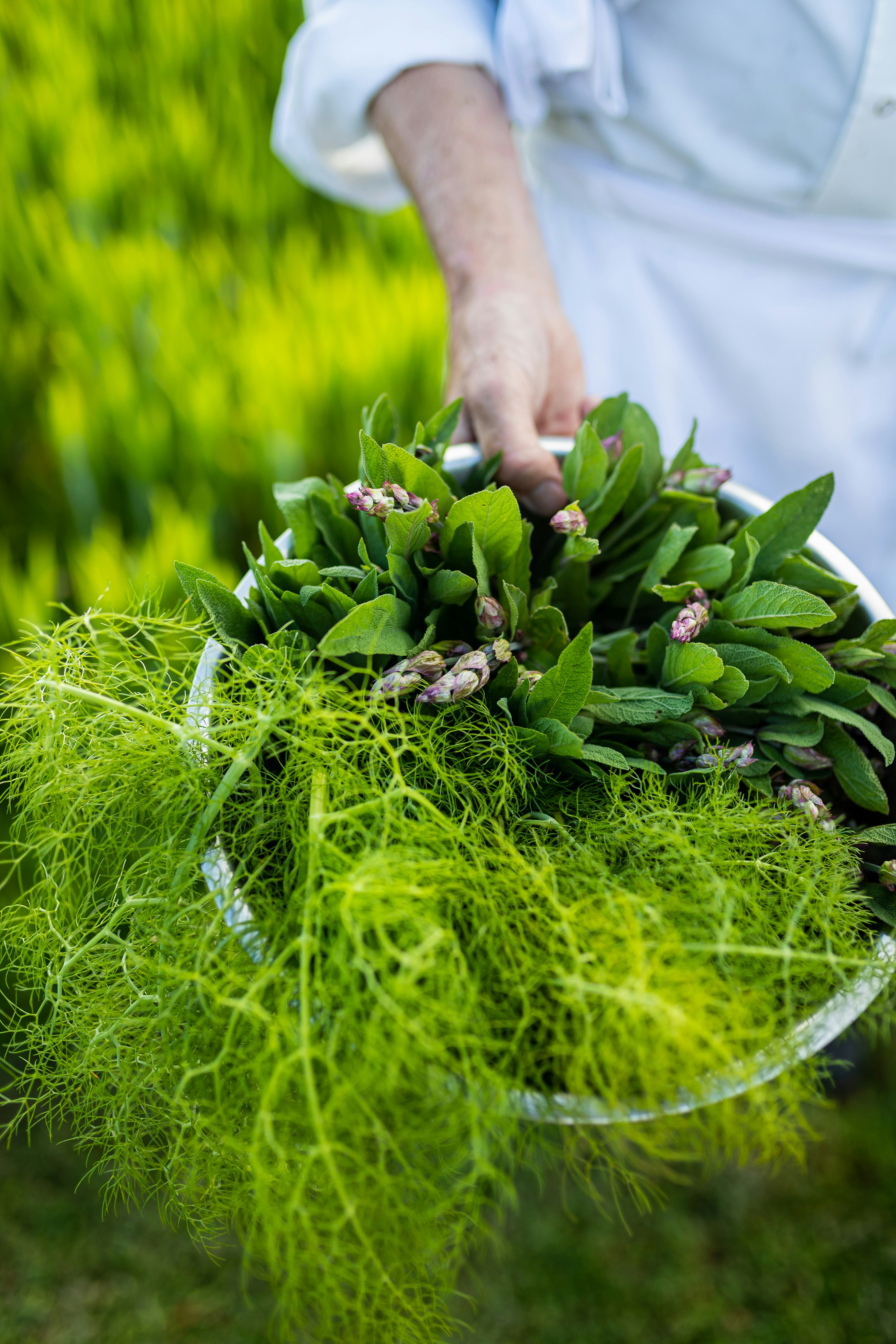 Summer Salads from the Garden