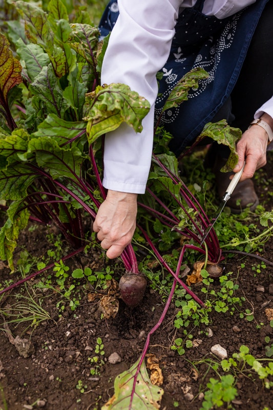 Freshly Picked Beetroot