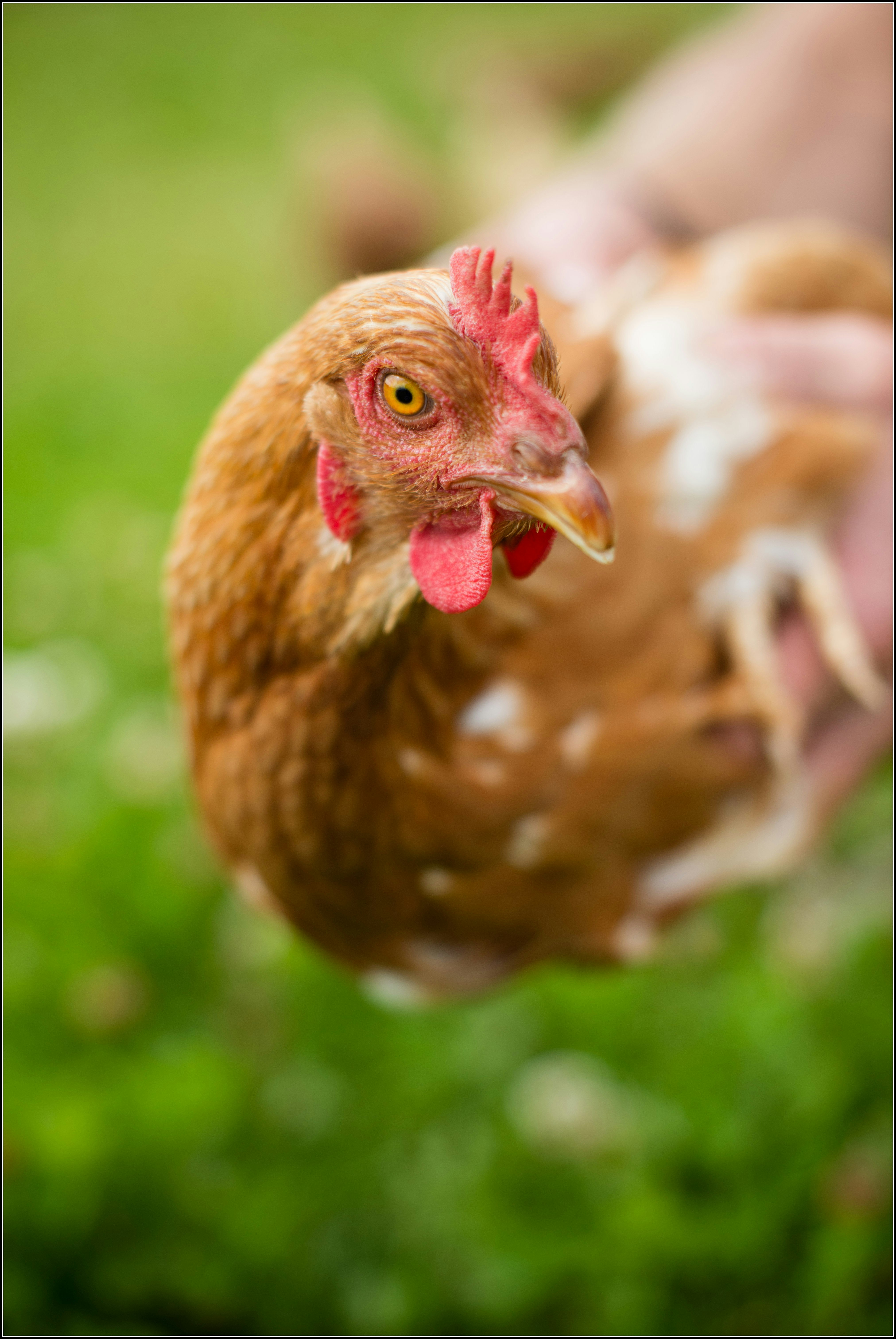 Happy Ballymaloe Hen