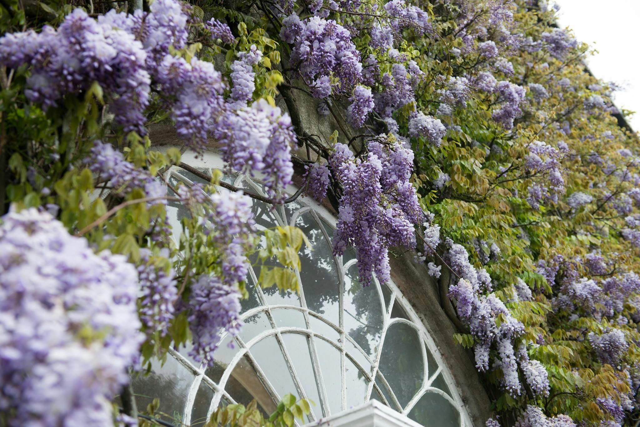 Ballymaloe Wisteria