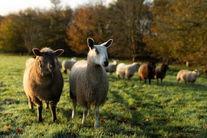 Ballymaloe Farm