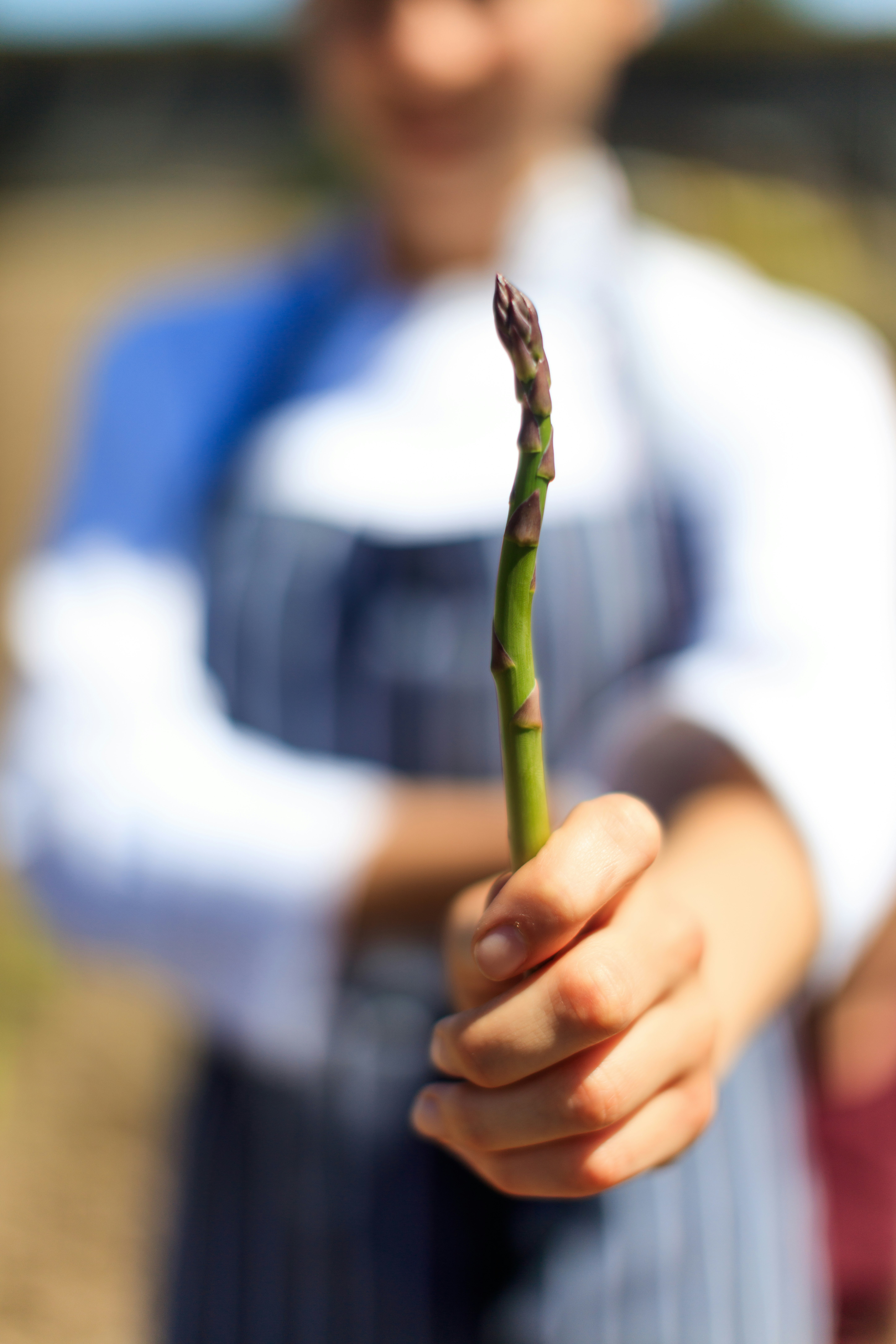 Freshly Picked Asparagus