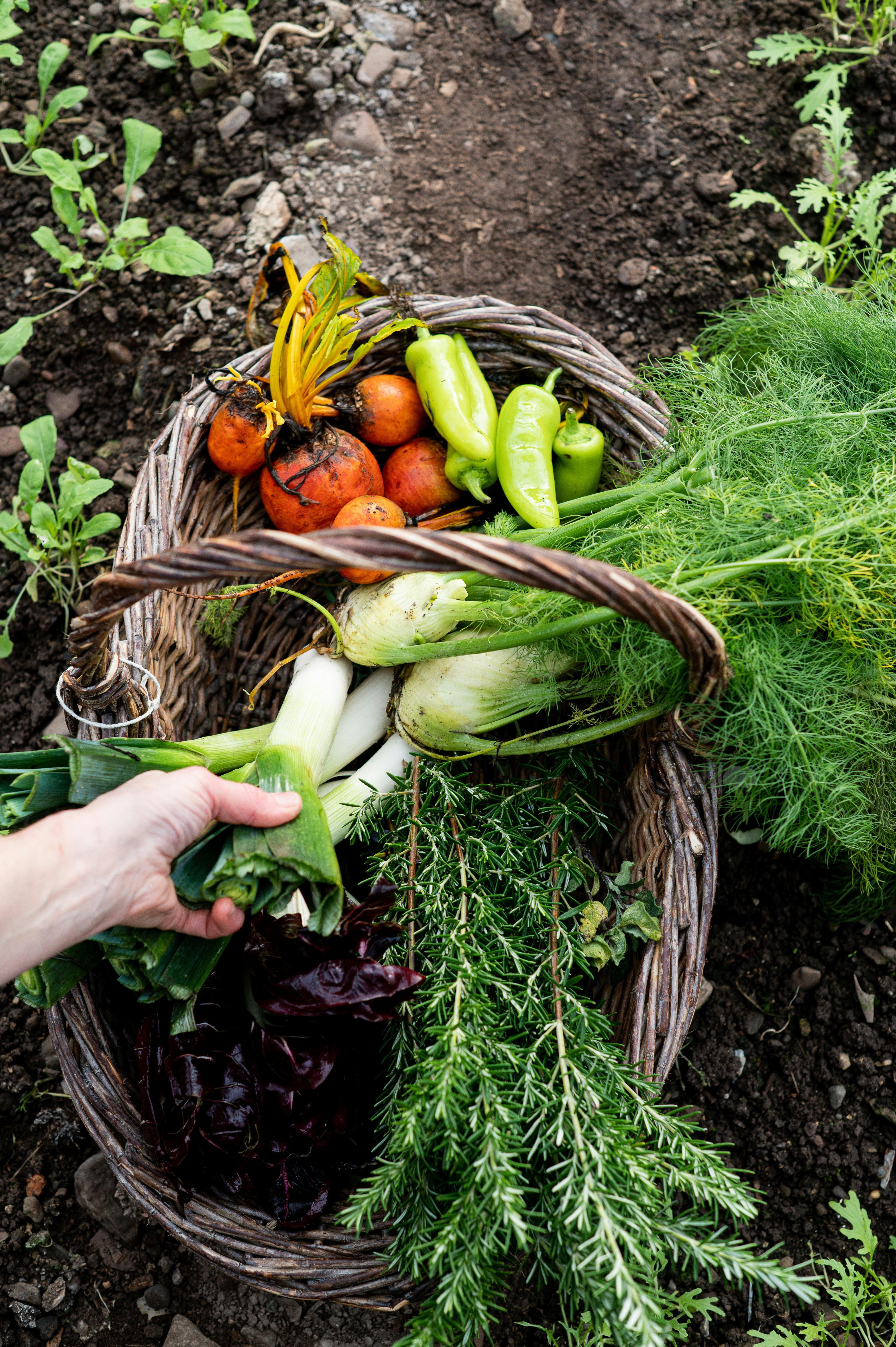 Fresh Winter Produce