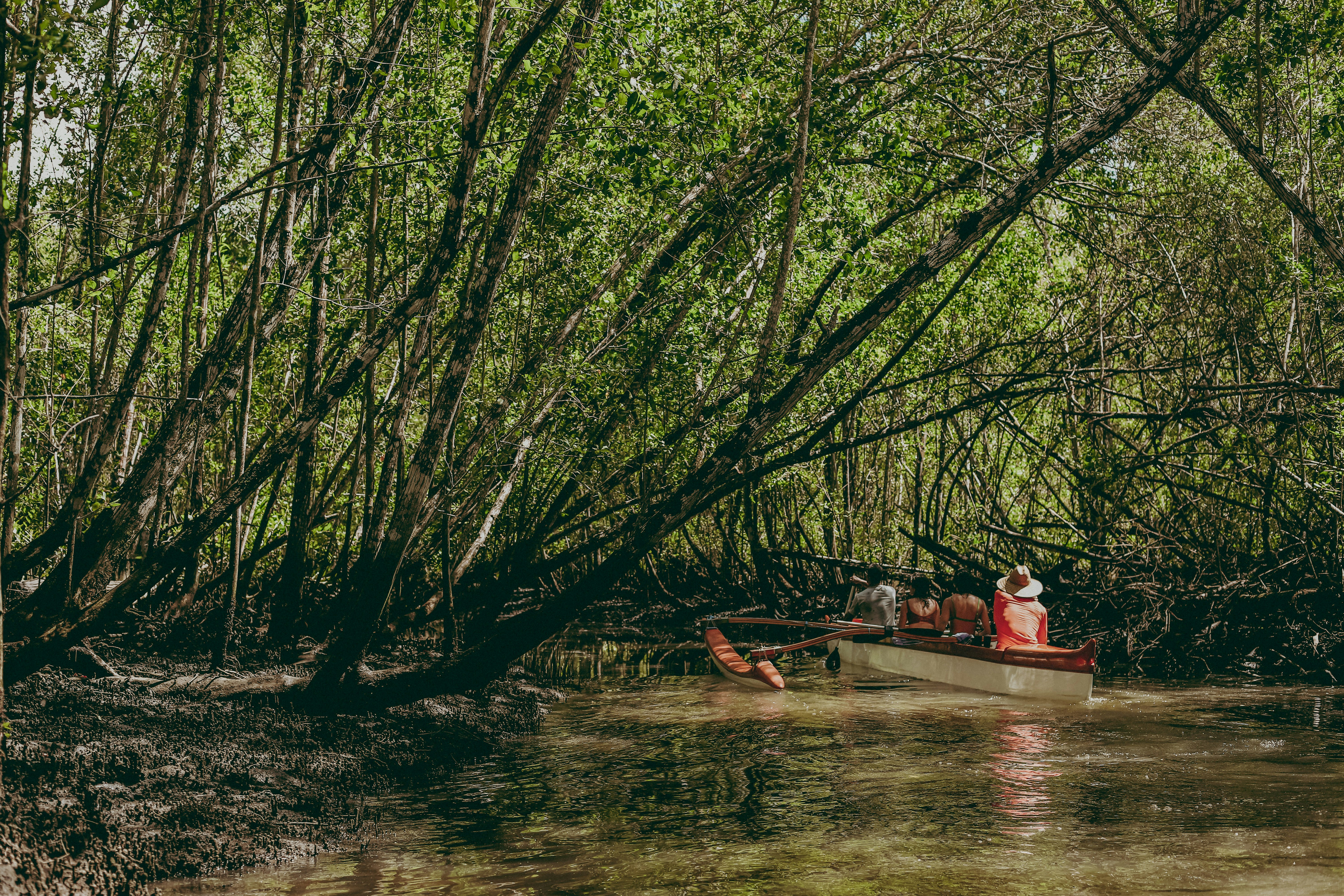 The Barracuda Journeys - Mangrove