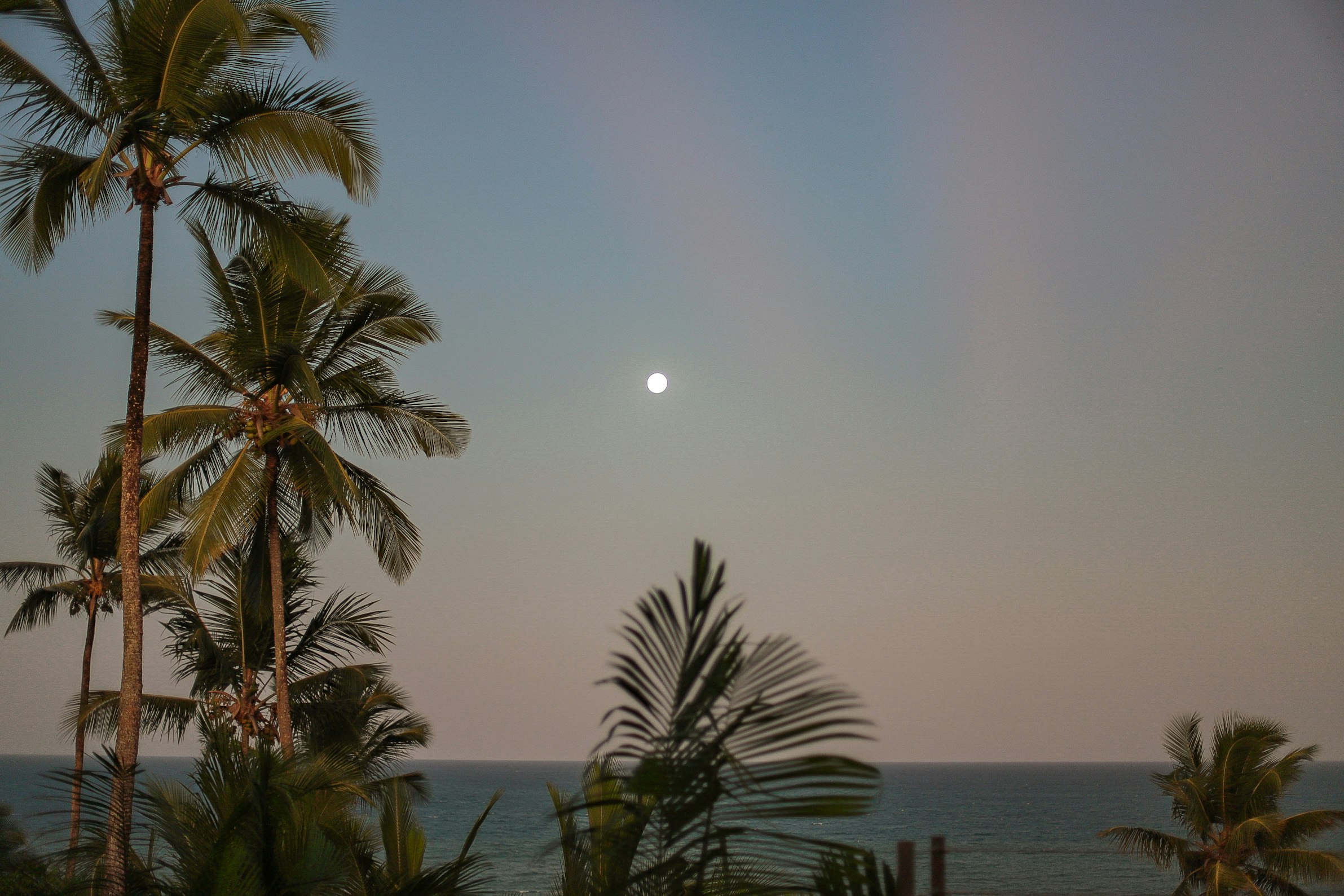 The Barracuda View Full Moo