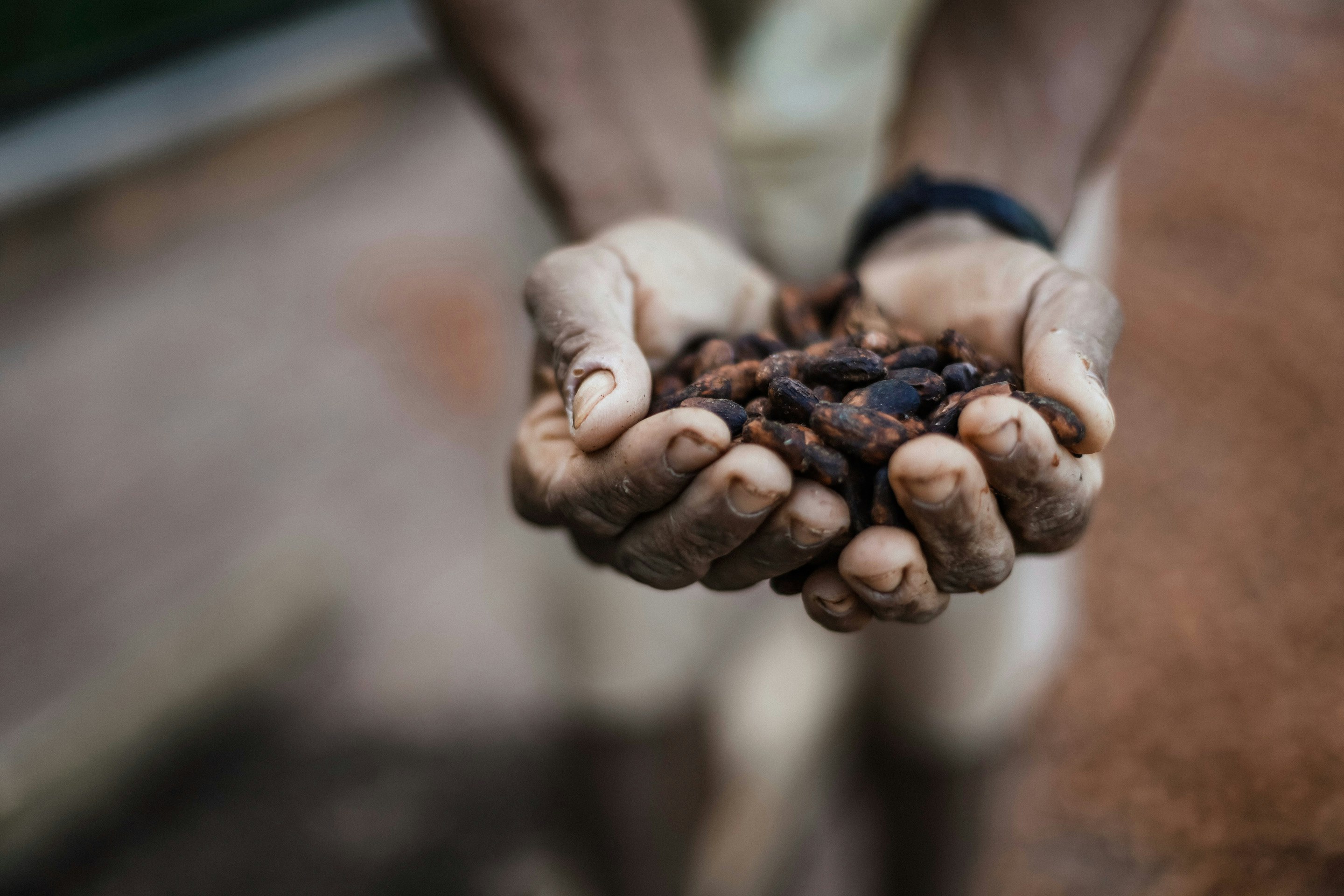 Local Culture Cocoa Beans Itacar_