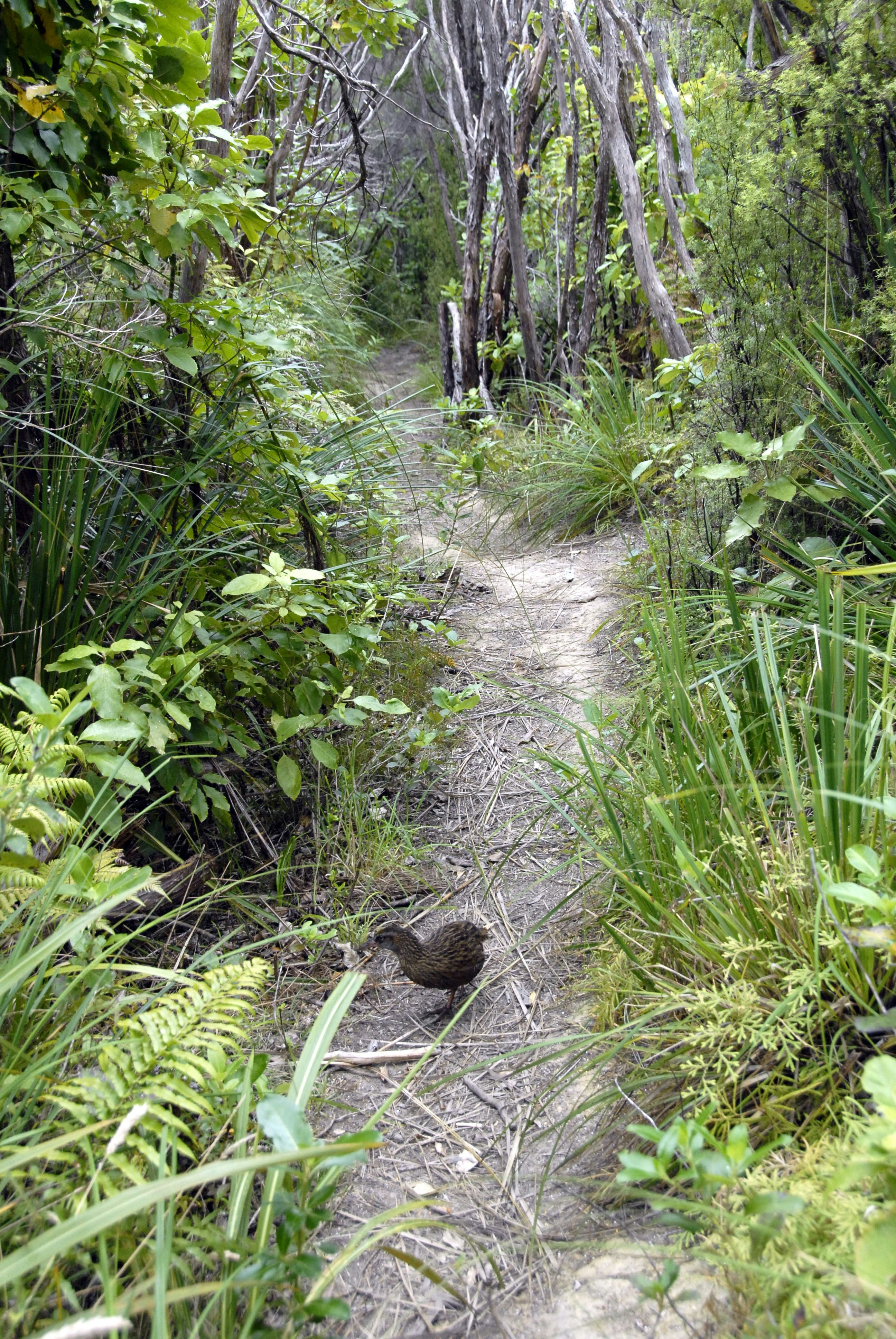 Bush Track With Weka