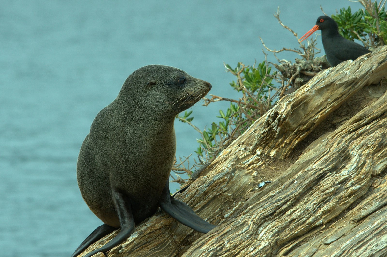 Seal & Oyster Catcher