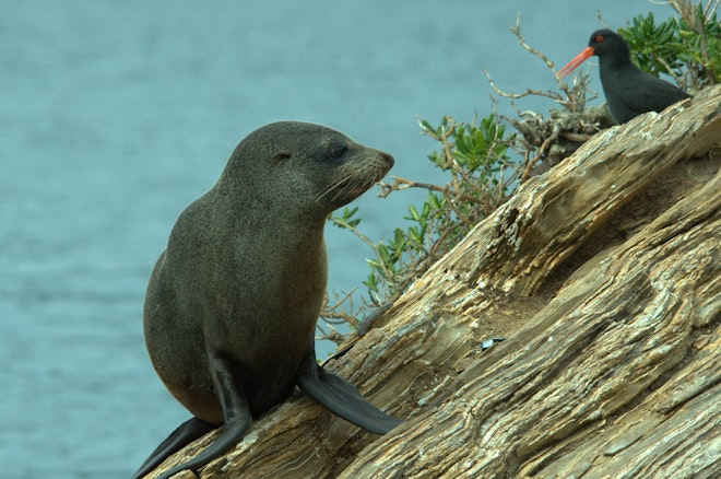 Seal & Oyster Catcher