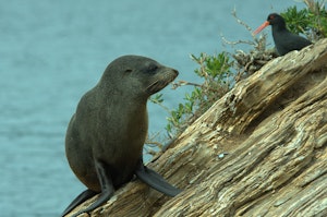 Seal & Oyster Catcher