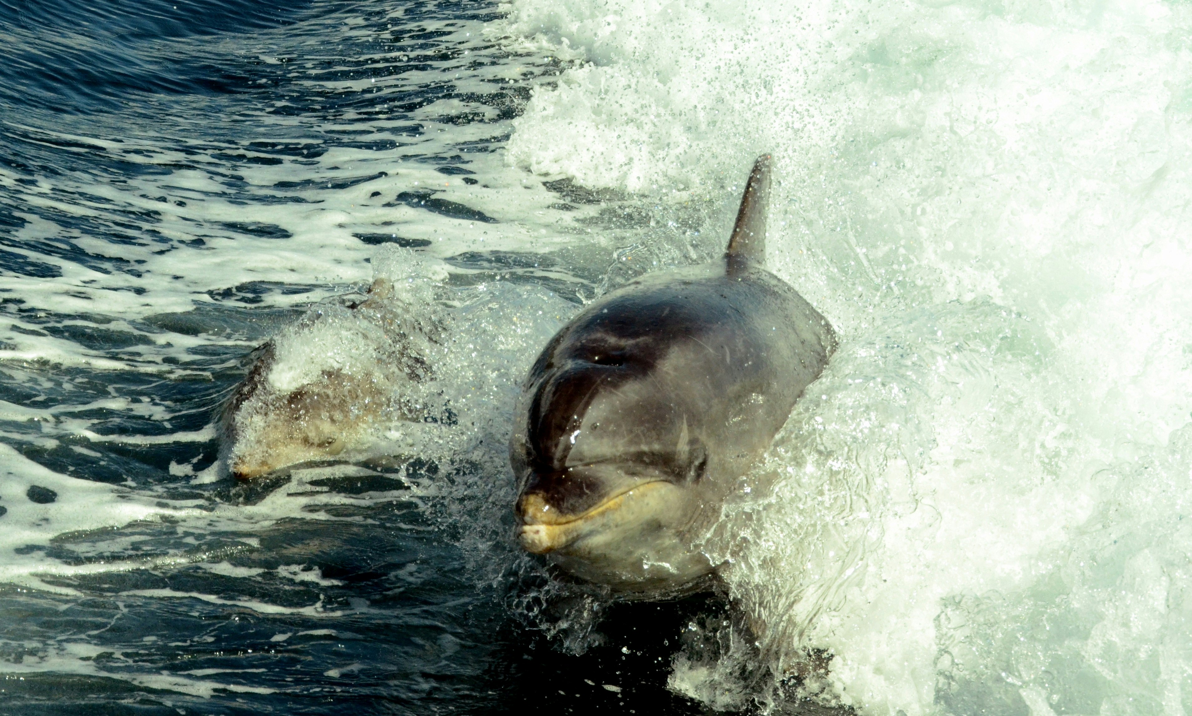 Dolphins