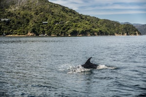 Wildlife