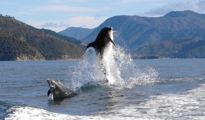 Dolphins