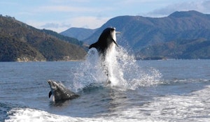 Dolphins