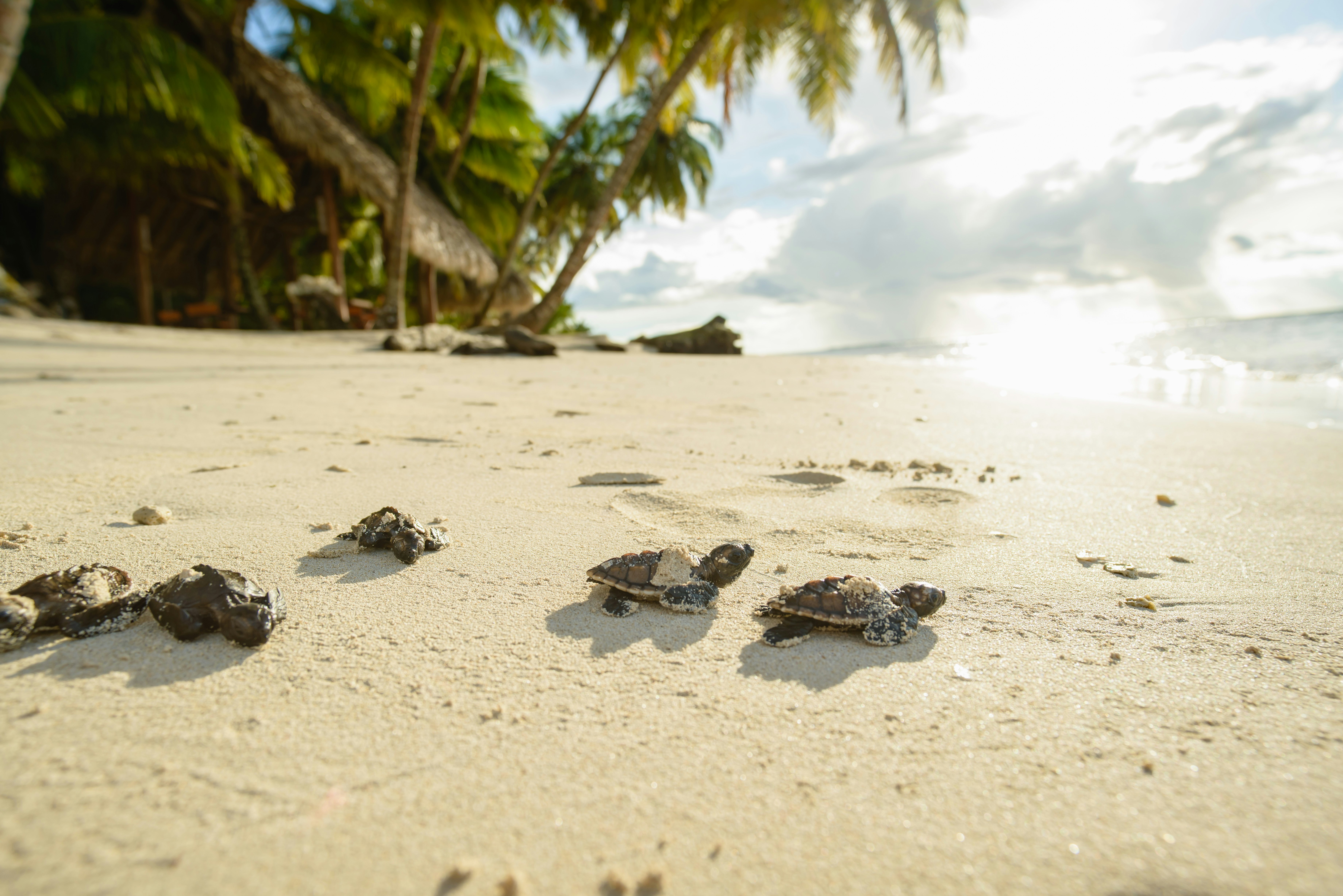 Hawksbill Turtle Hatchlings