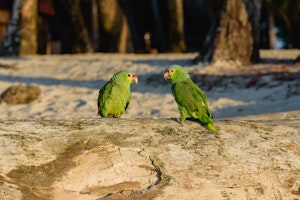 Kiki & Coco, Island Residents