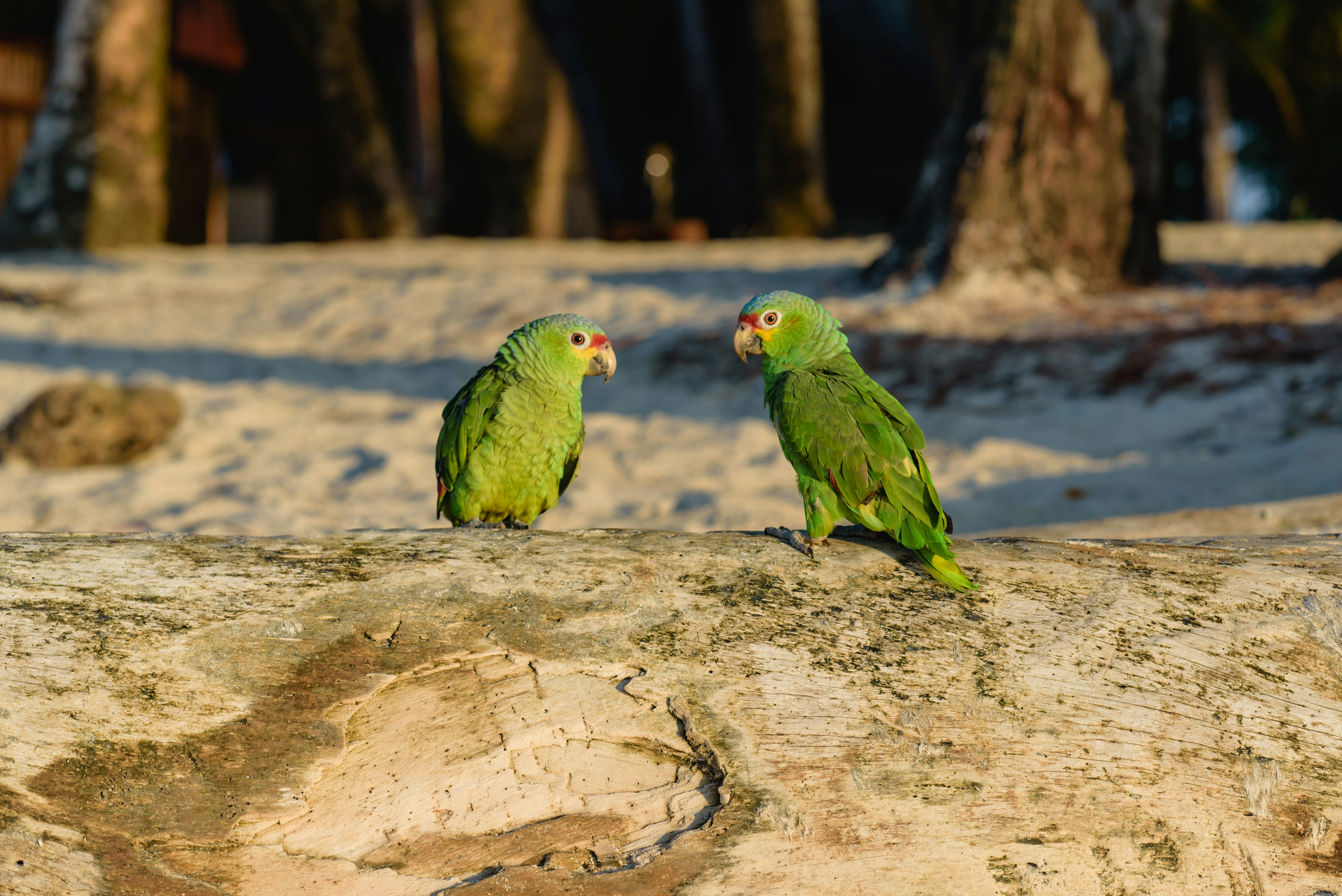 Kiki & Coco, Island Residents