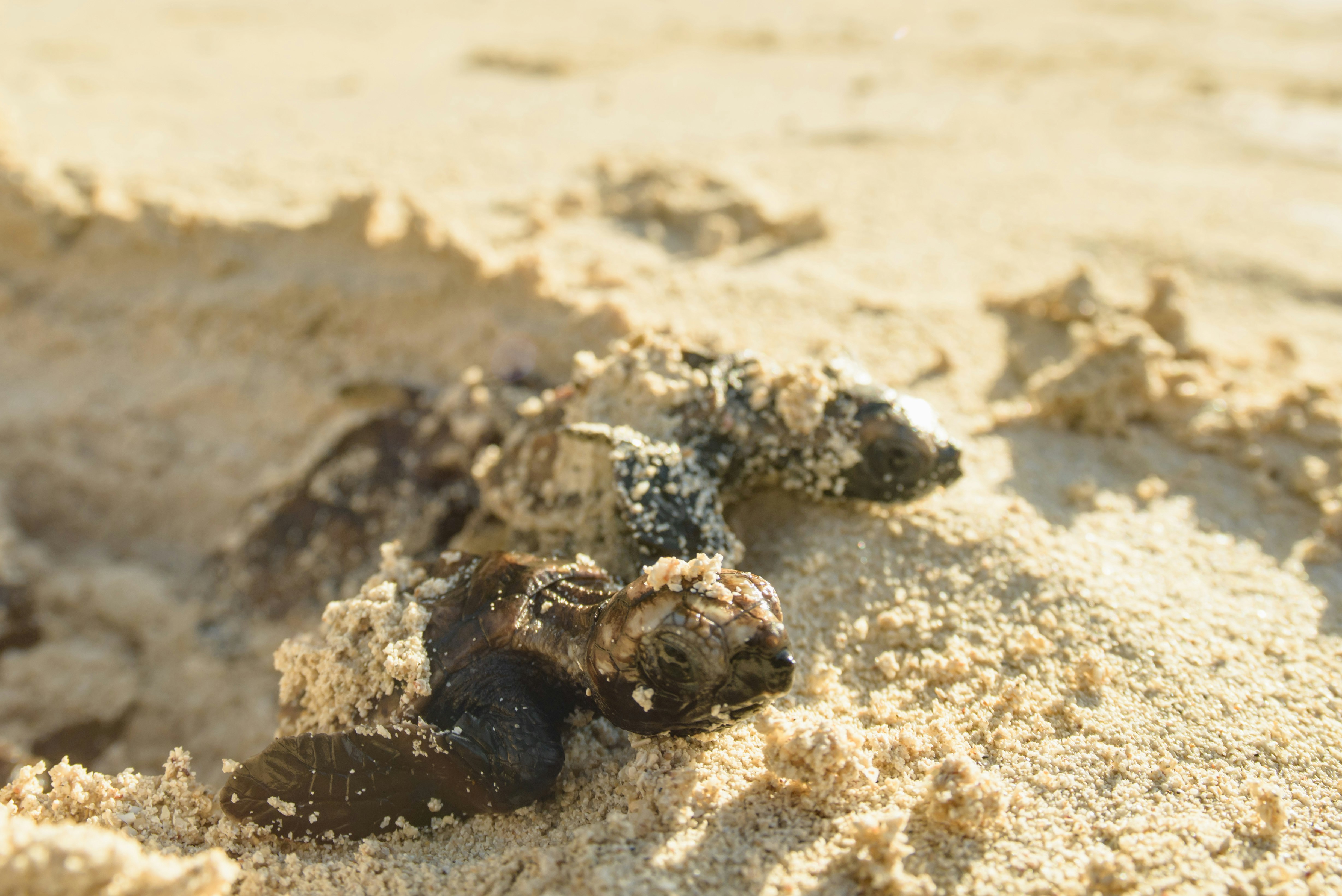 Hawksbill Turtle Hatchlings