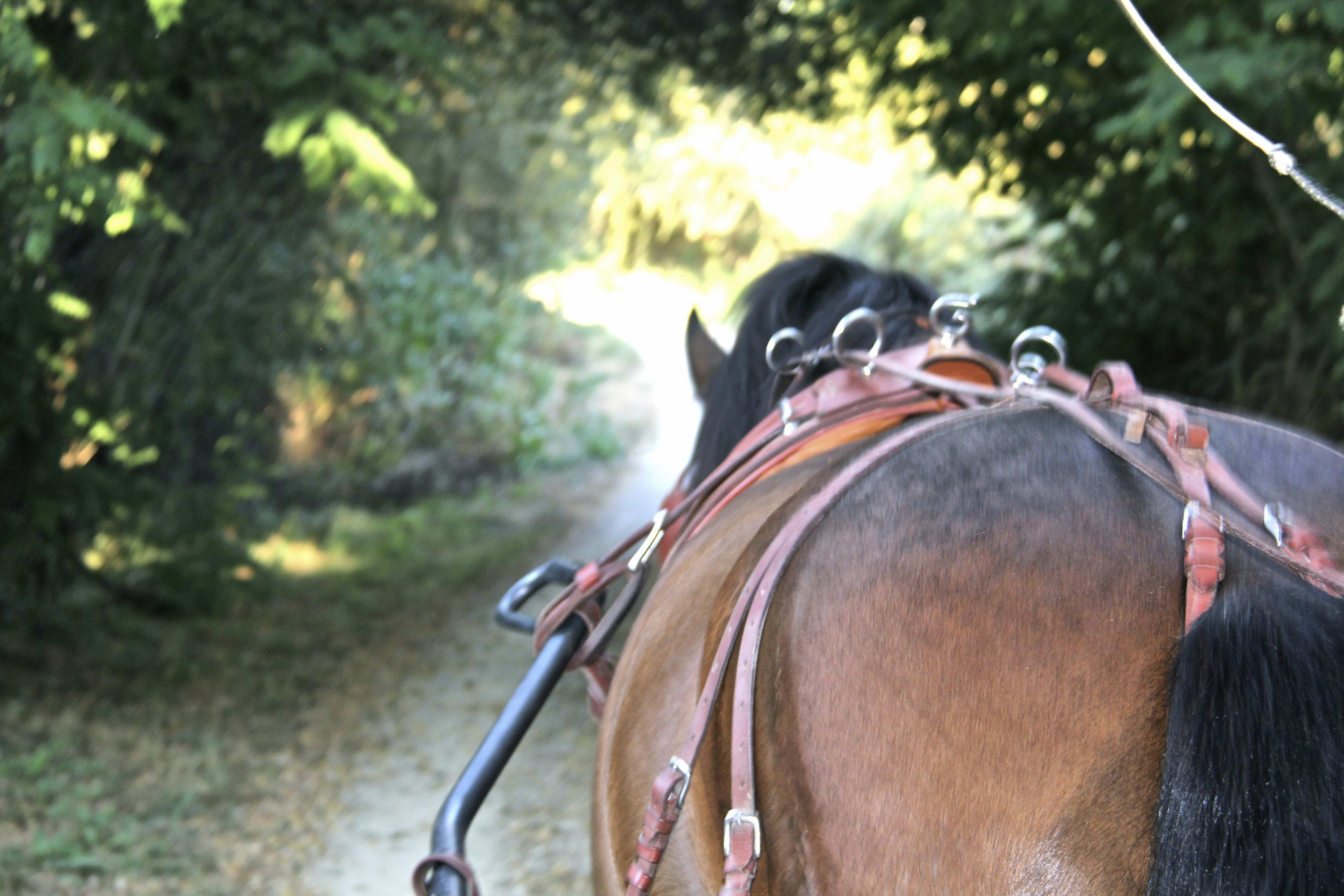 Carmo's Carriage Tour at Ecovia