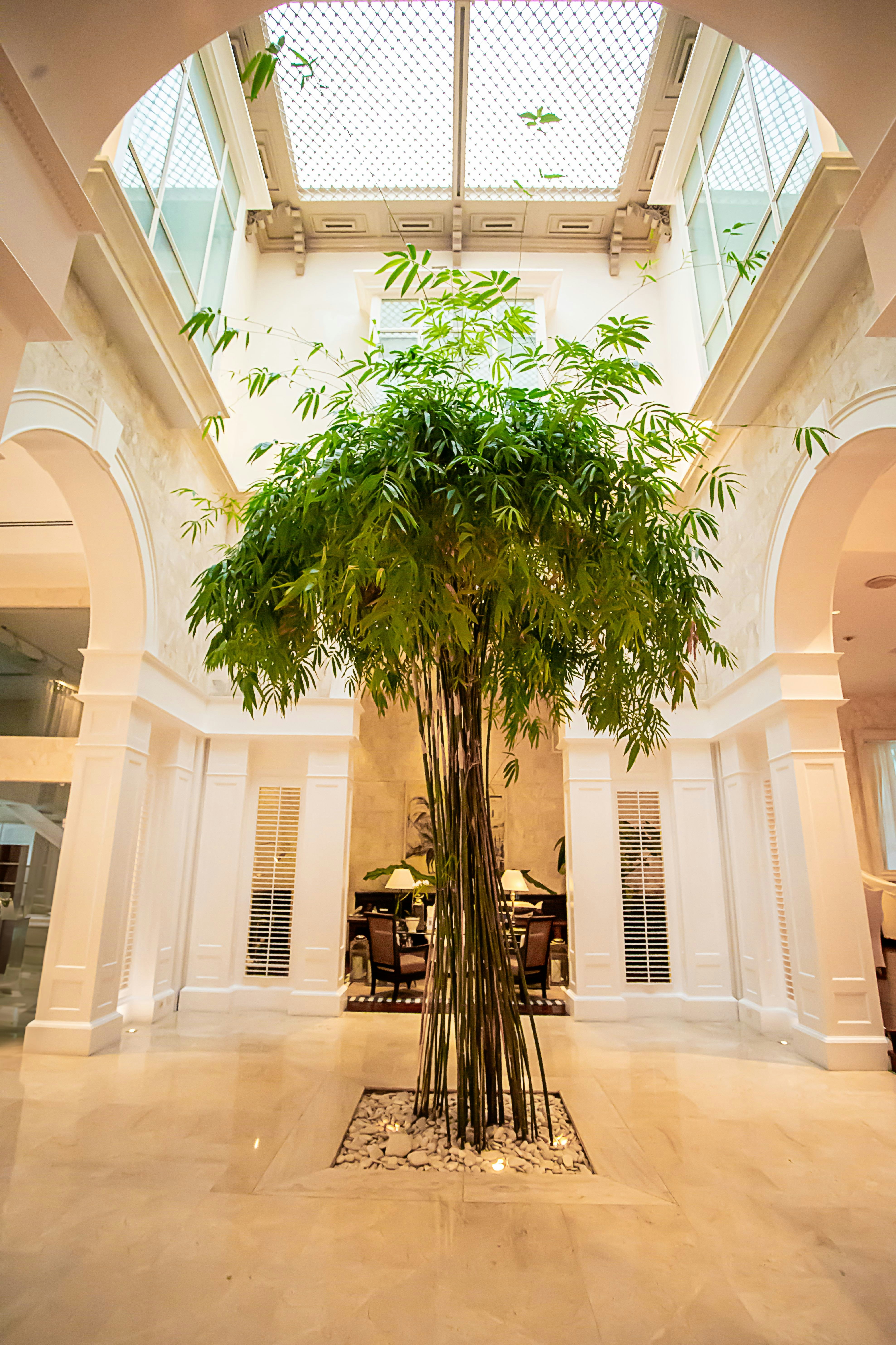 Lobby Bamboo
