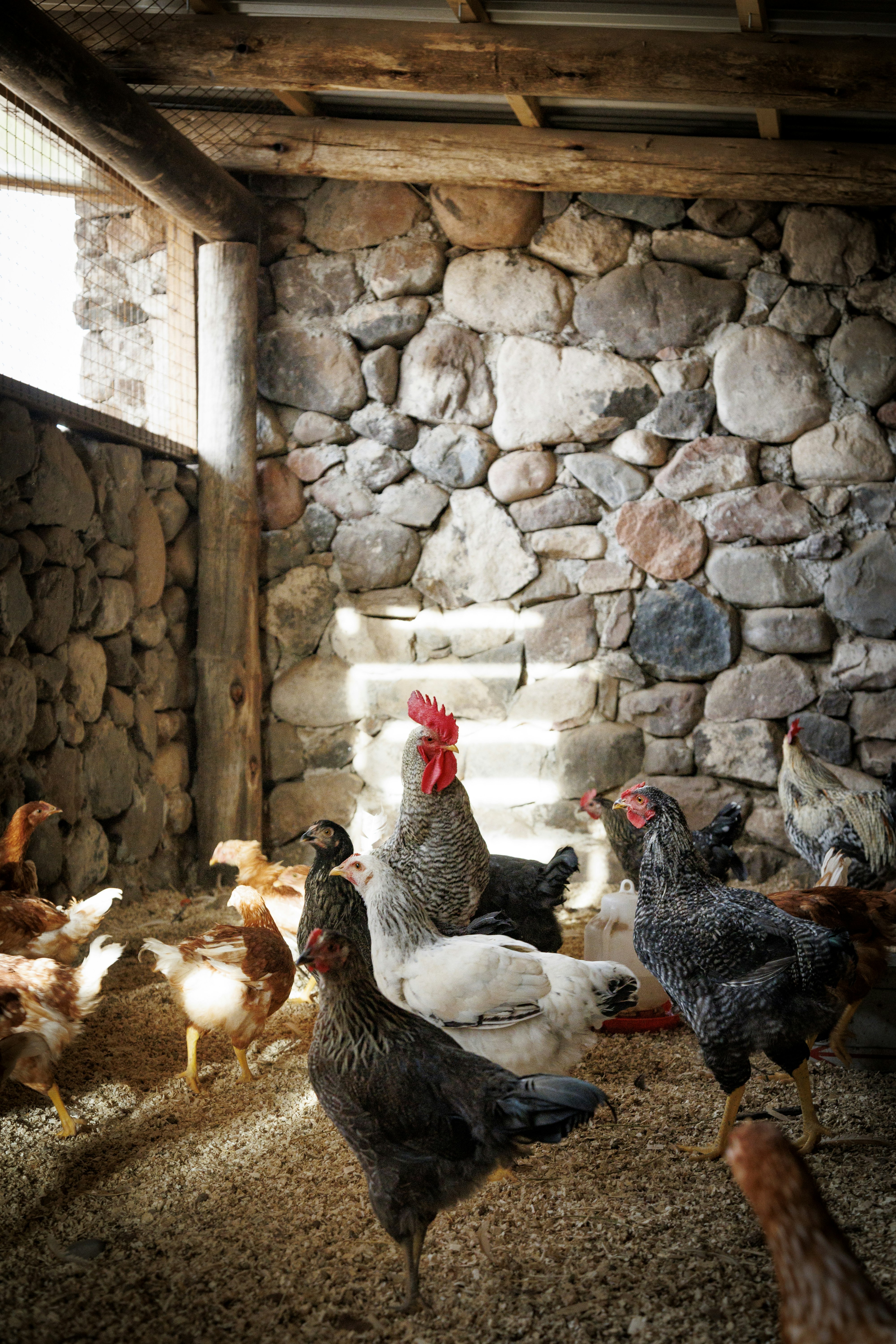 Organic chicken coop