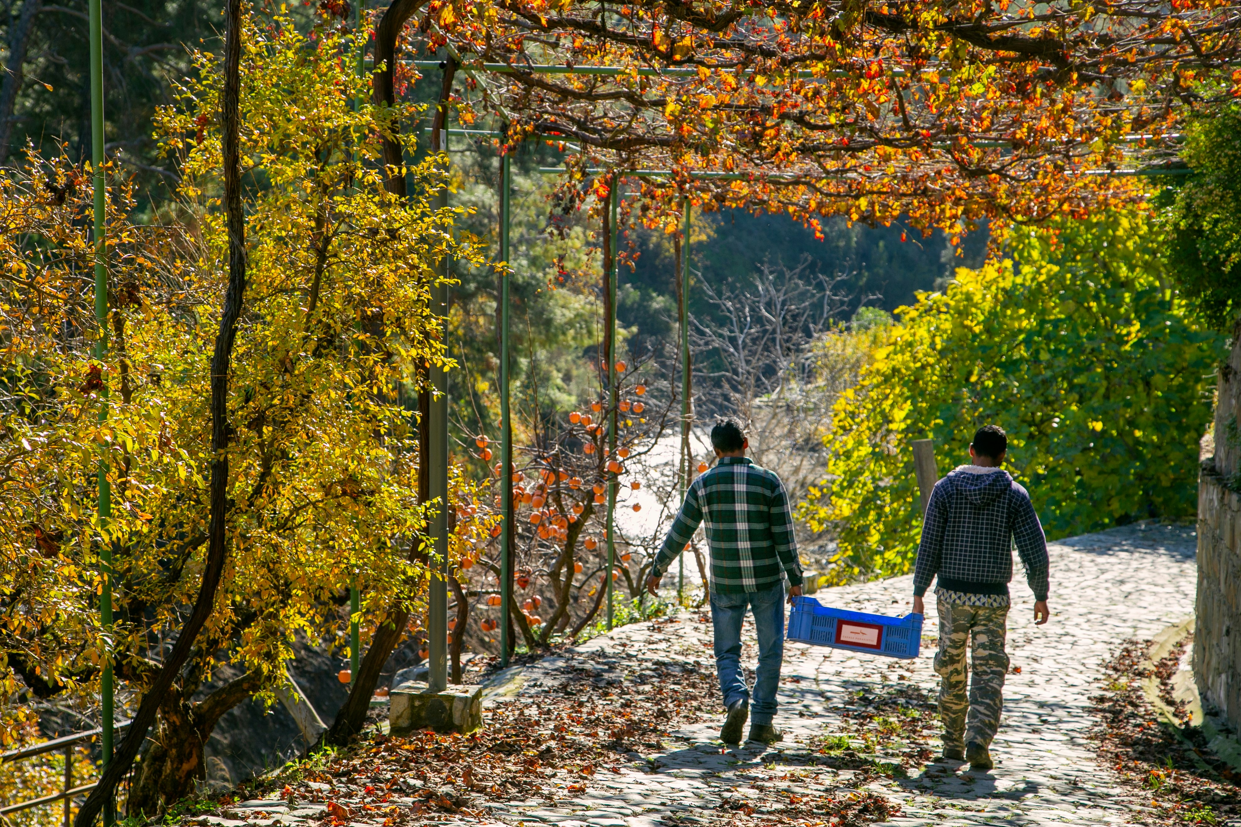 Collecting Fruit In Autumn
