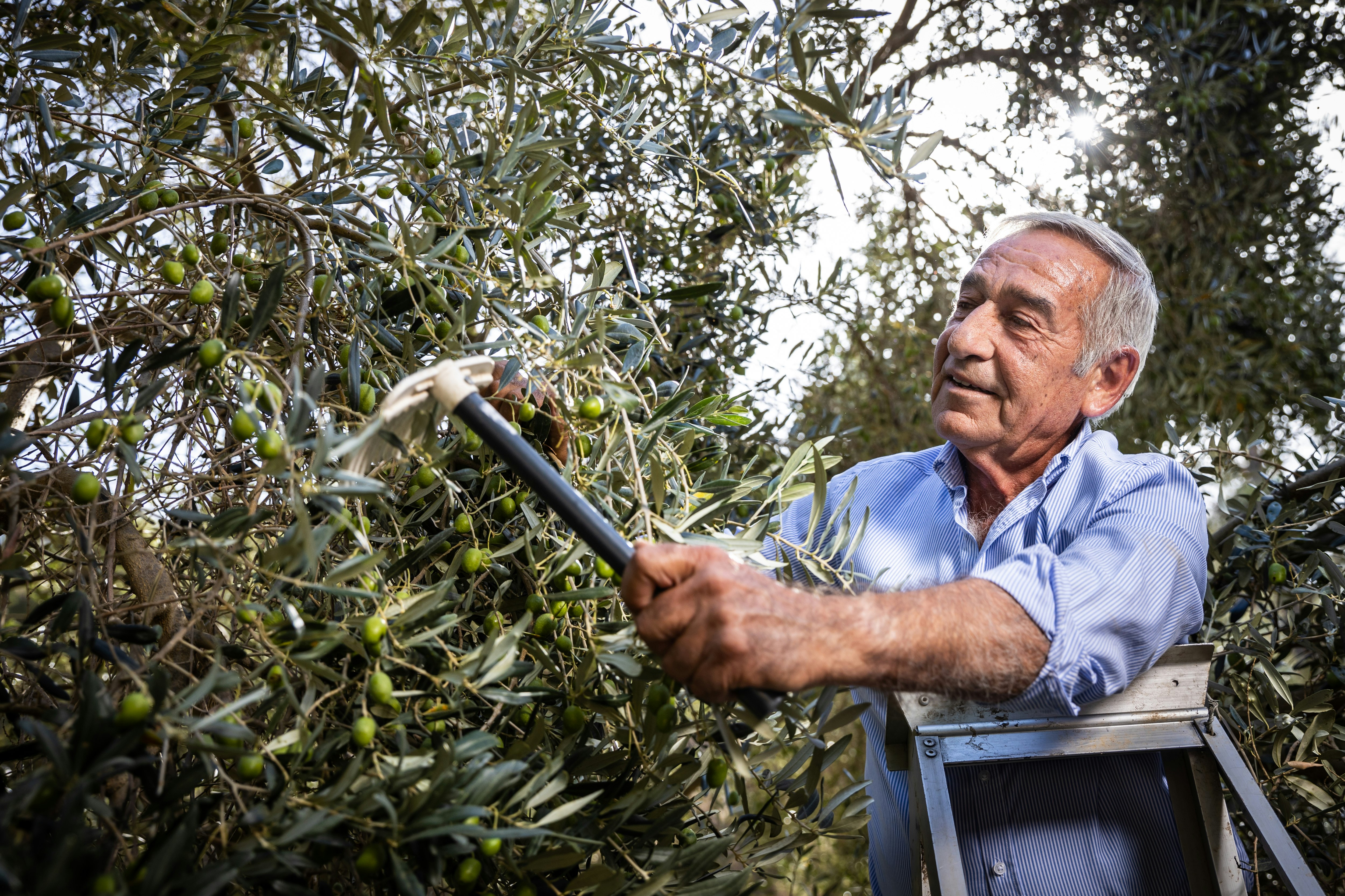 Collecting Olives the Traditional Way